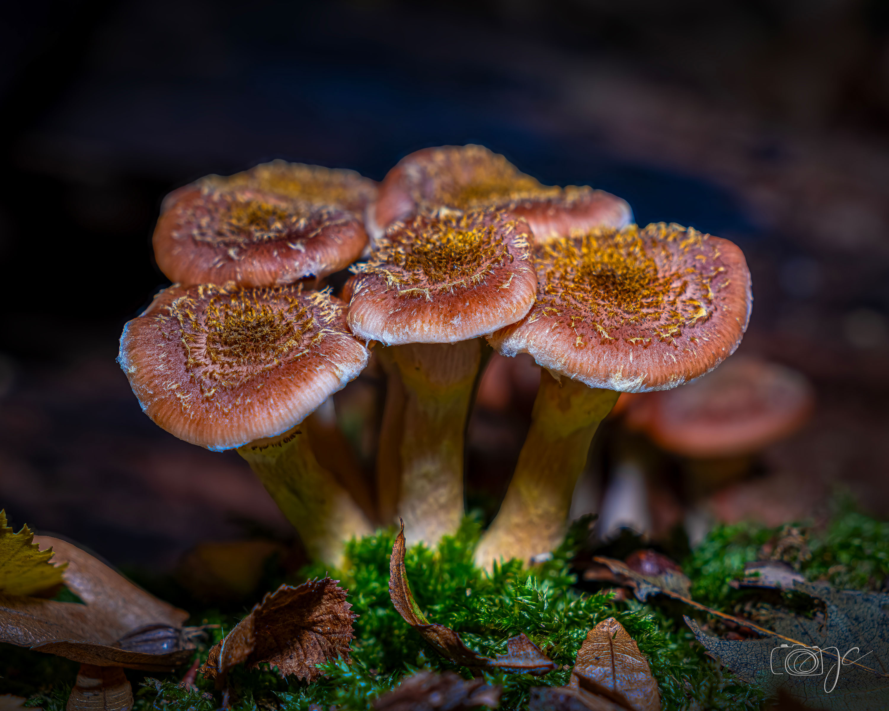 Macro