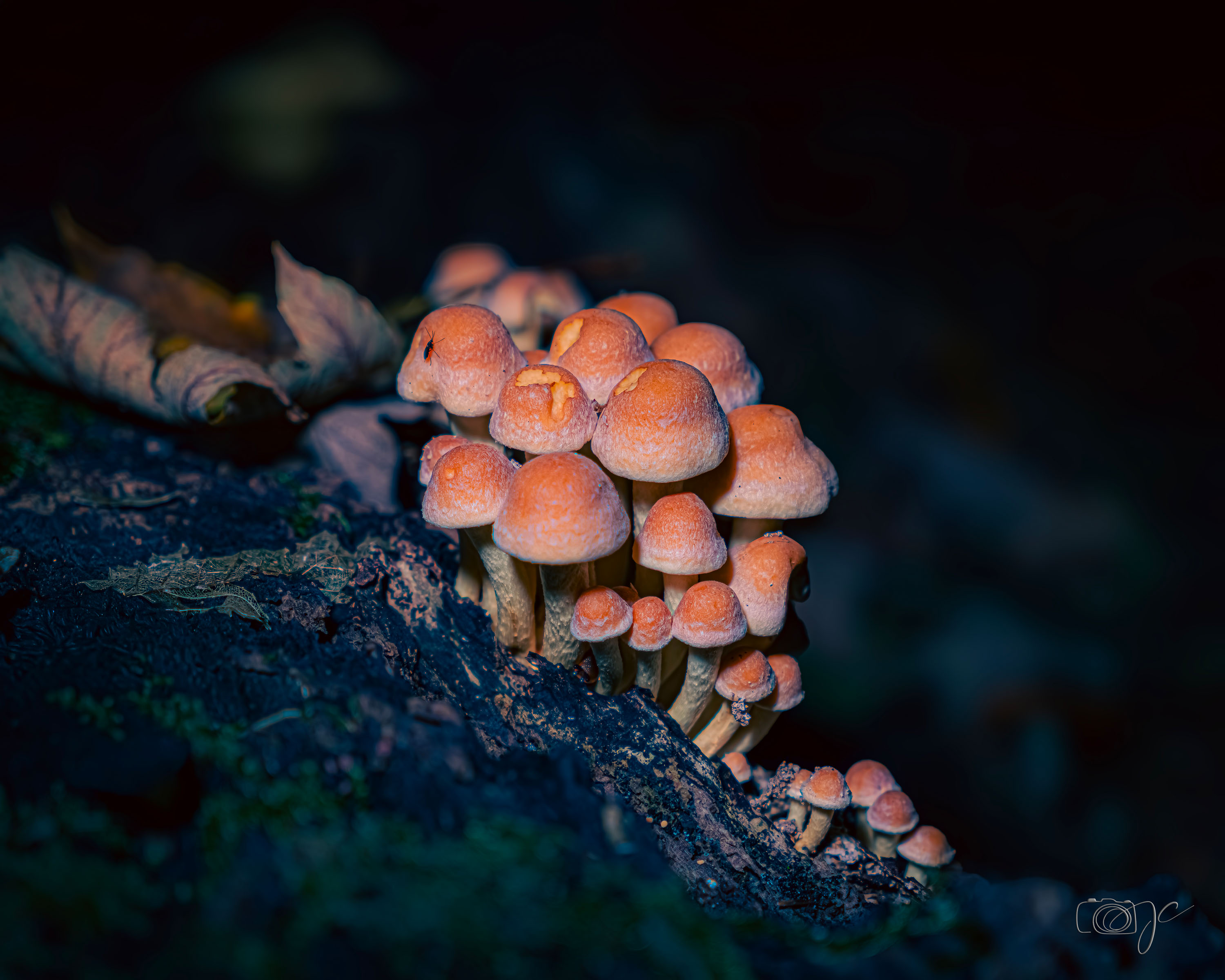Macro