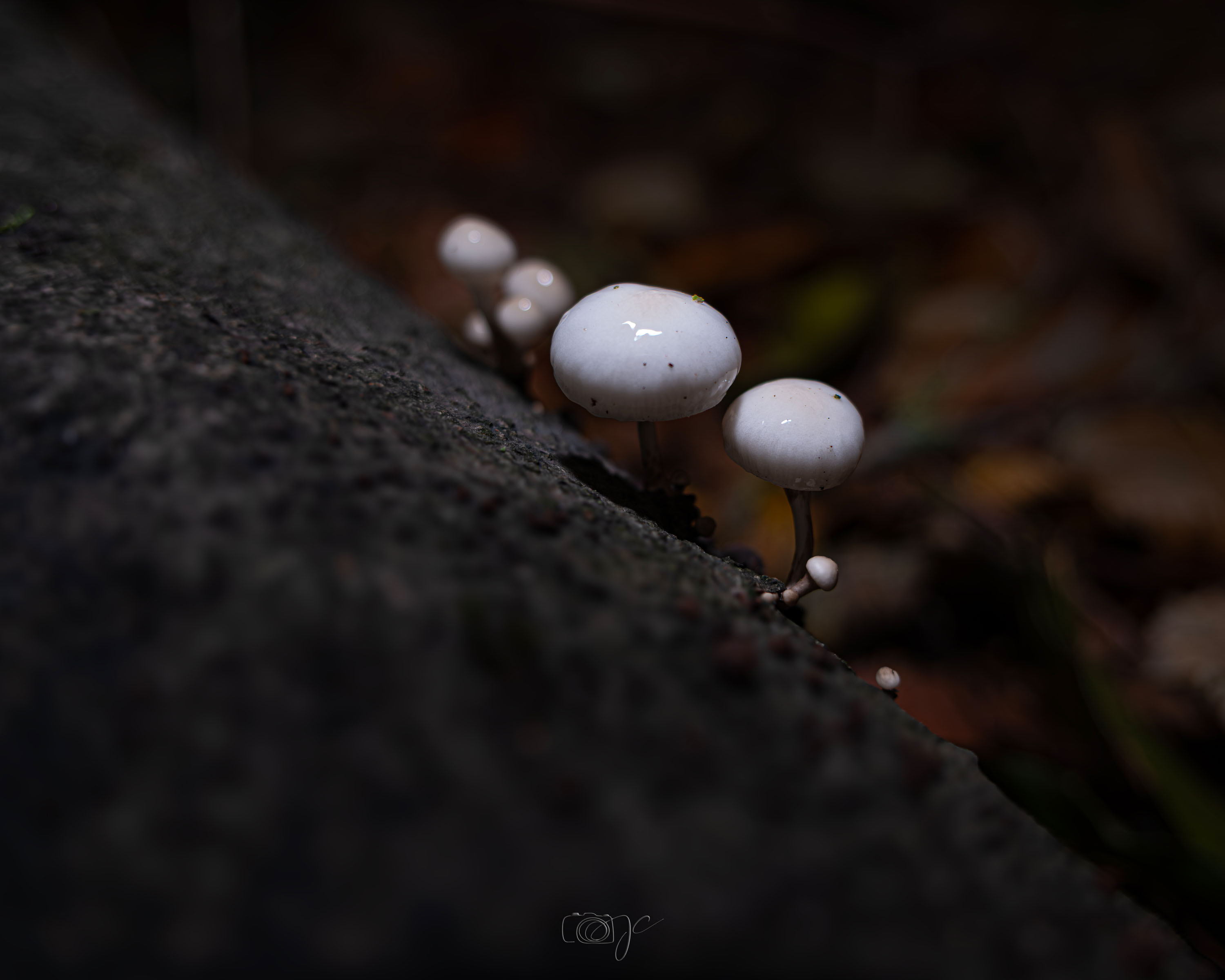 Macro