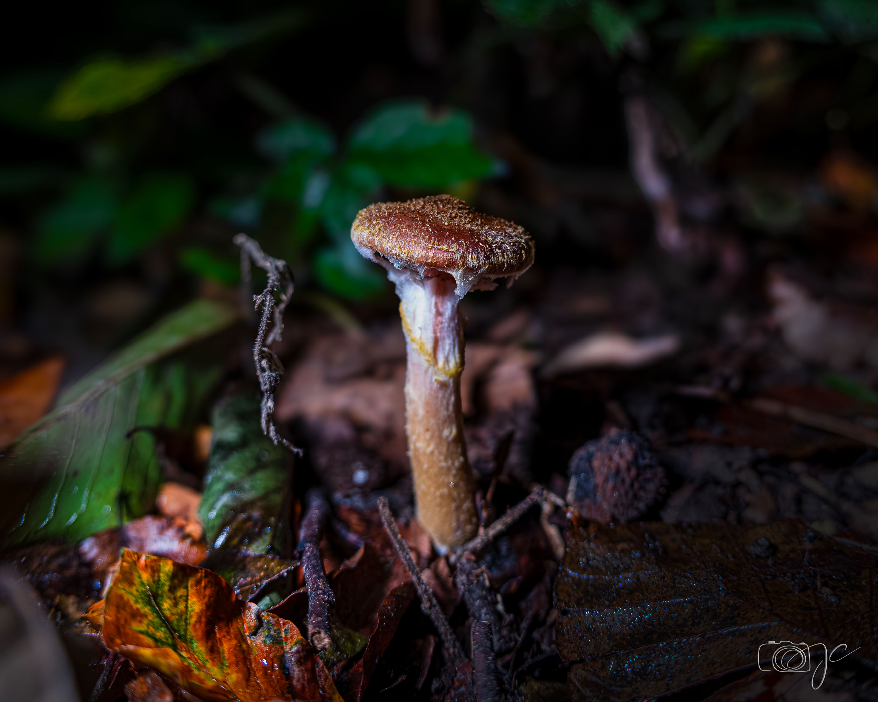 Macro