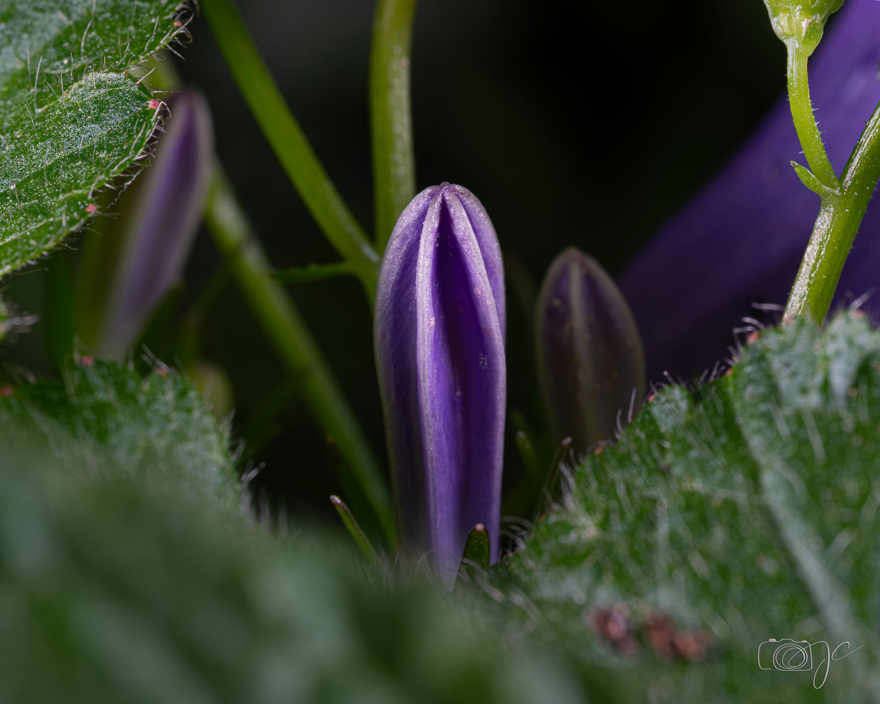 Macro
