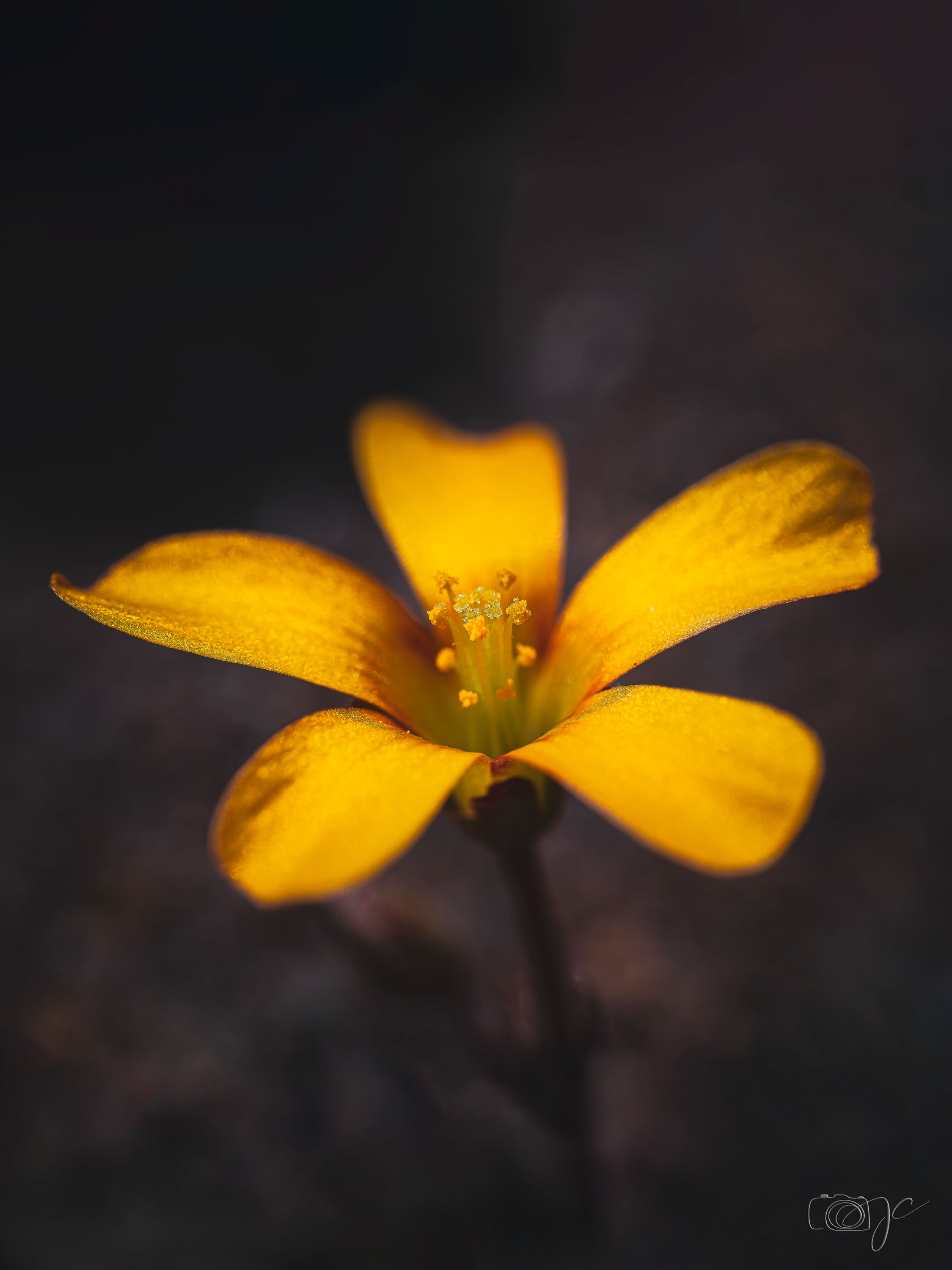 Macro