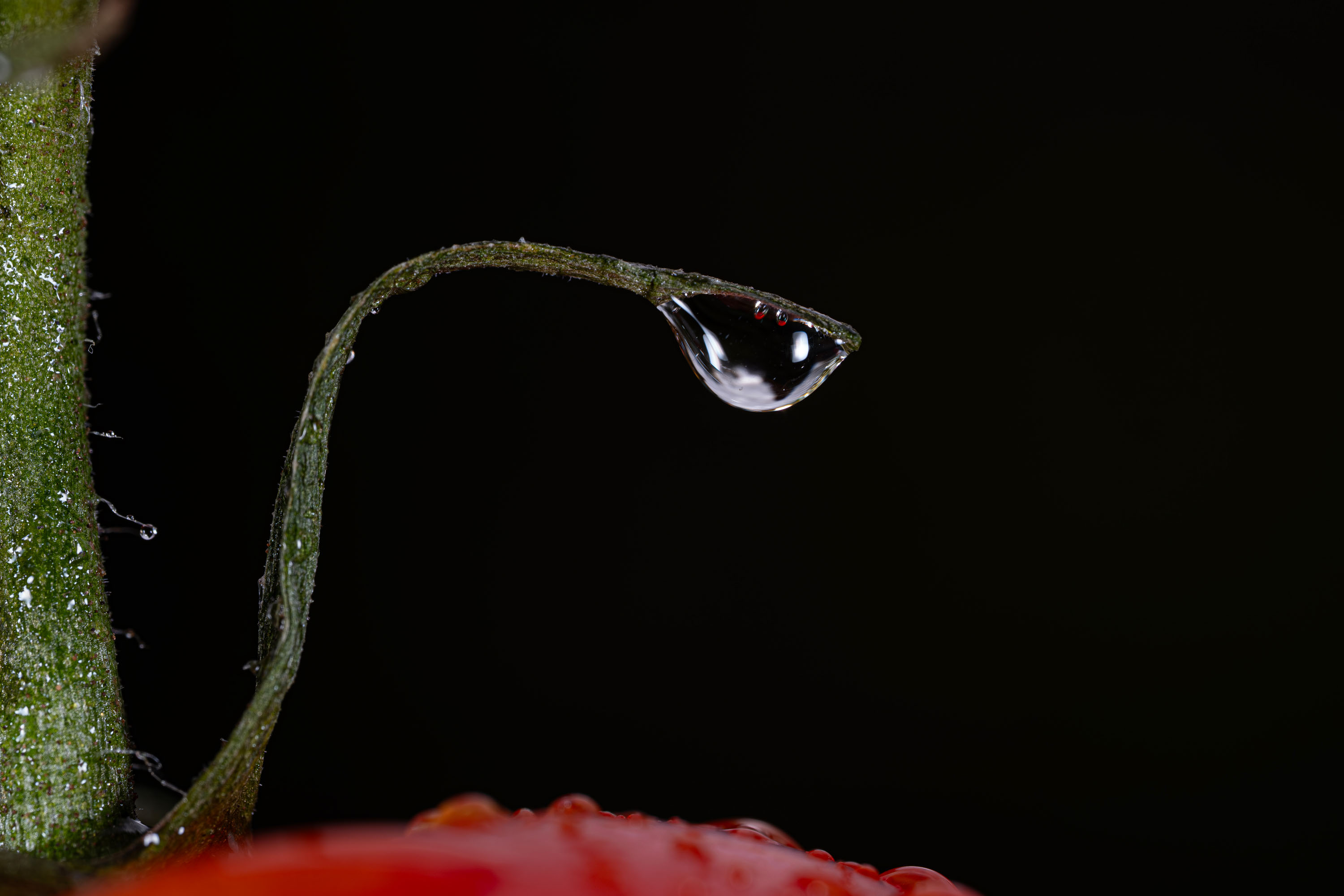 Macro