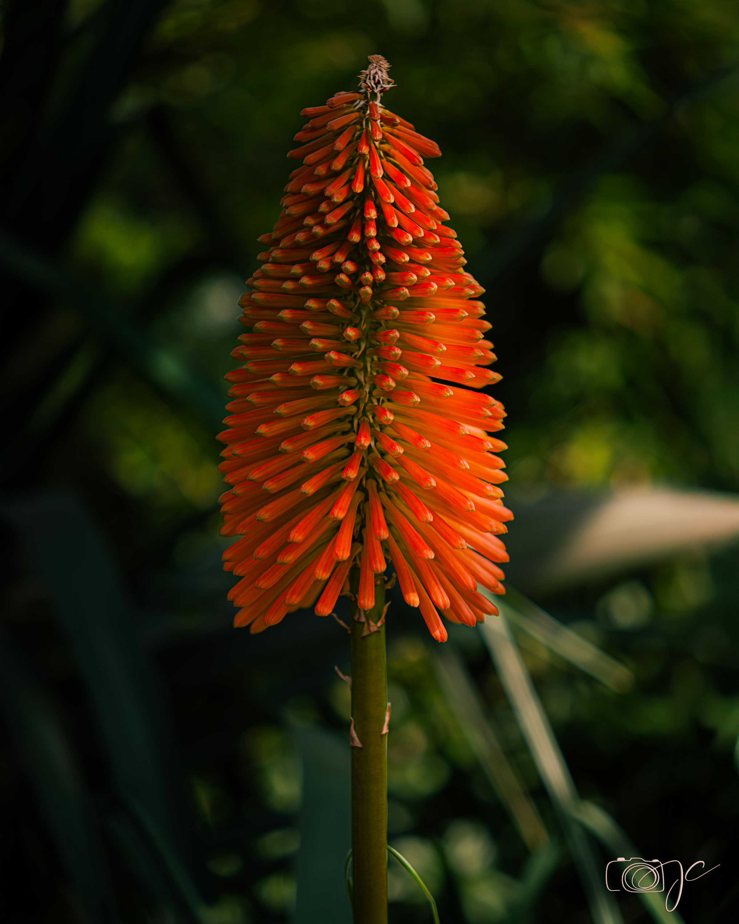 Macro