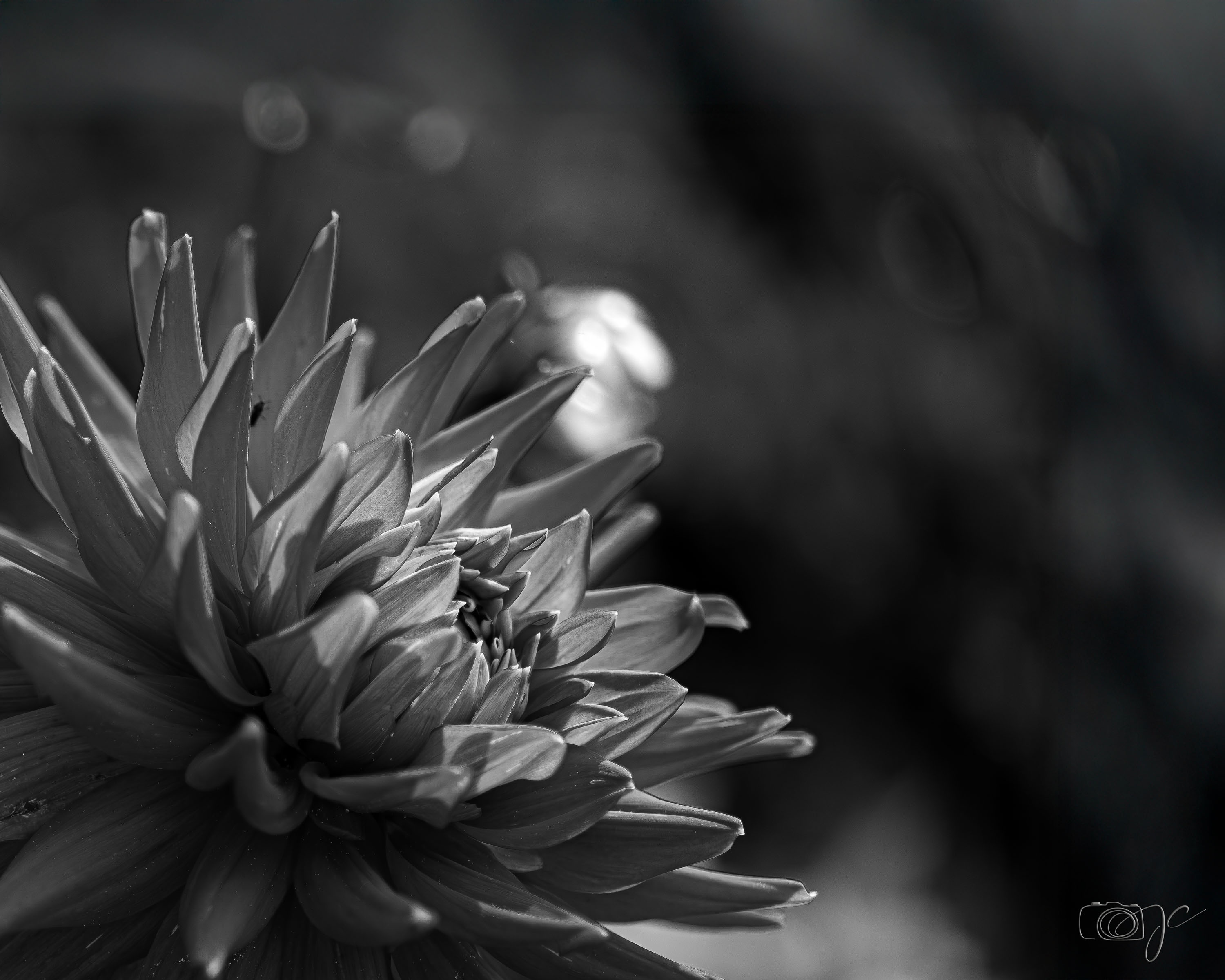 Macro