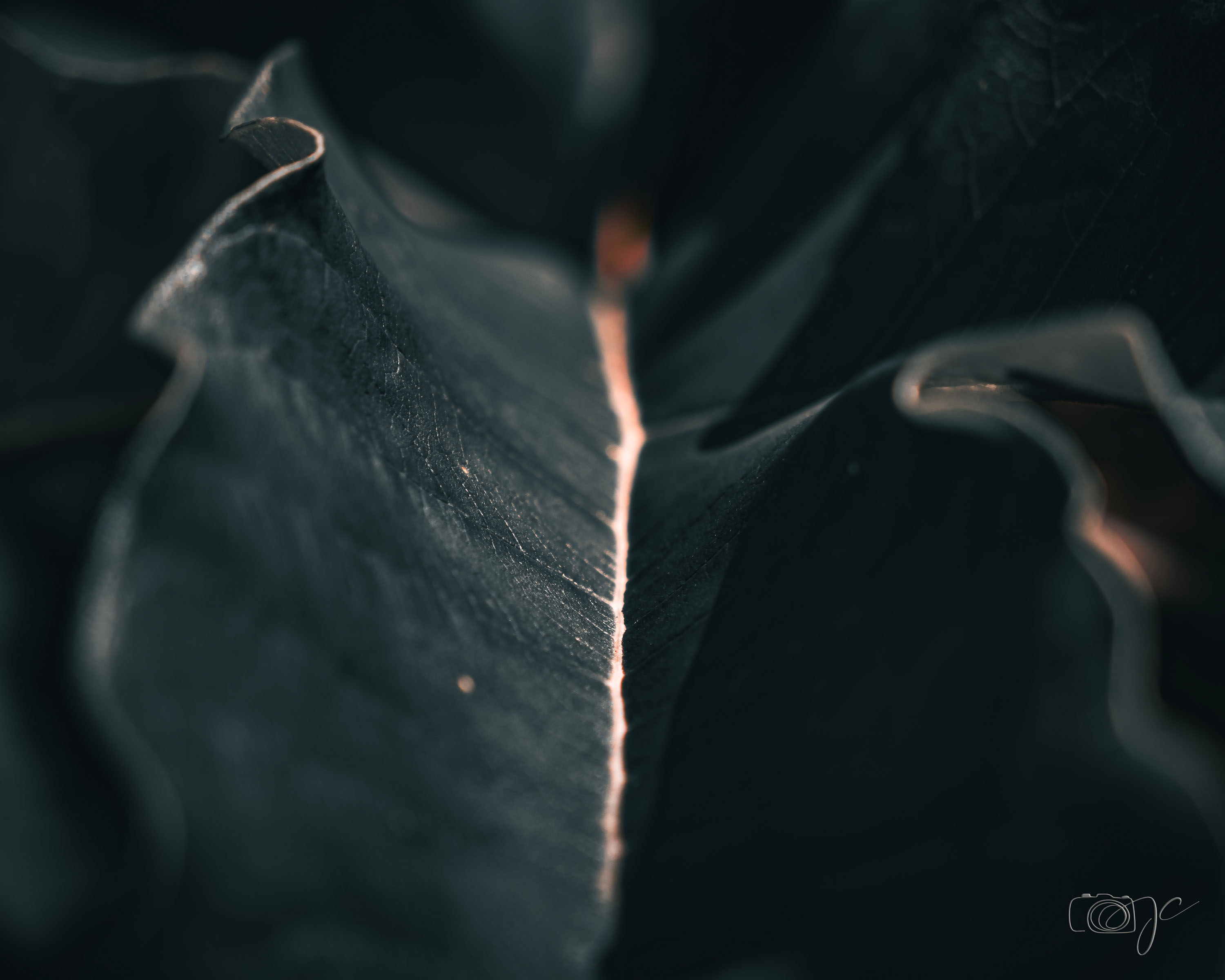 Macro