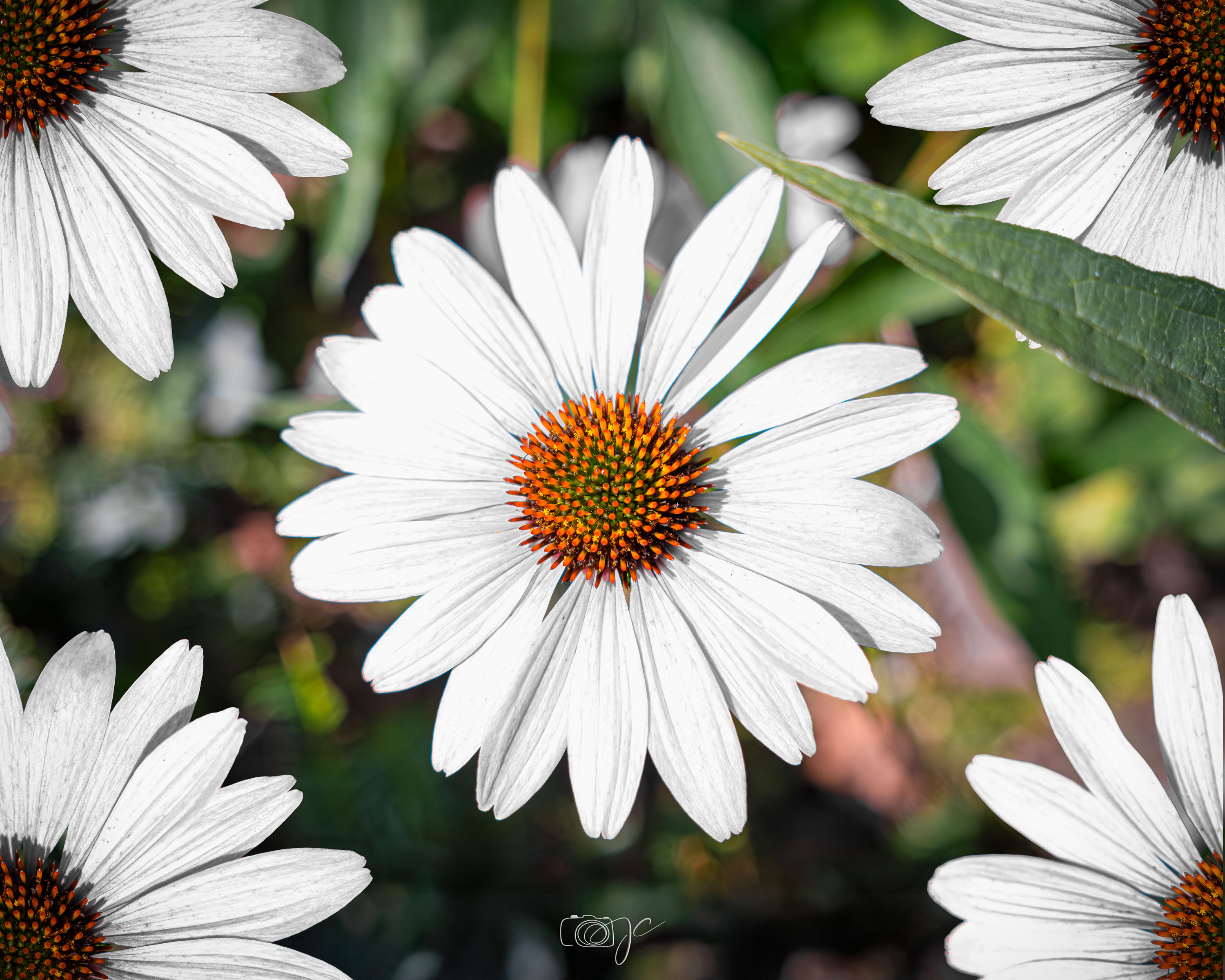 Macro