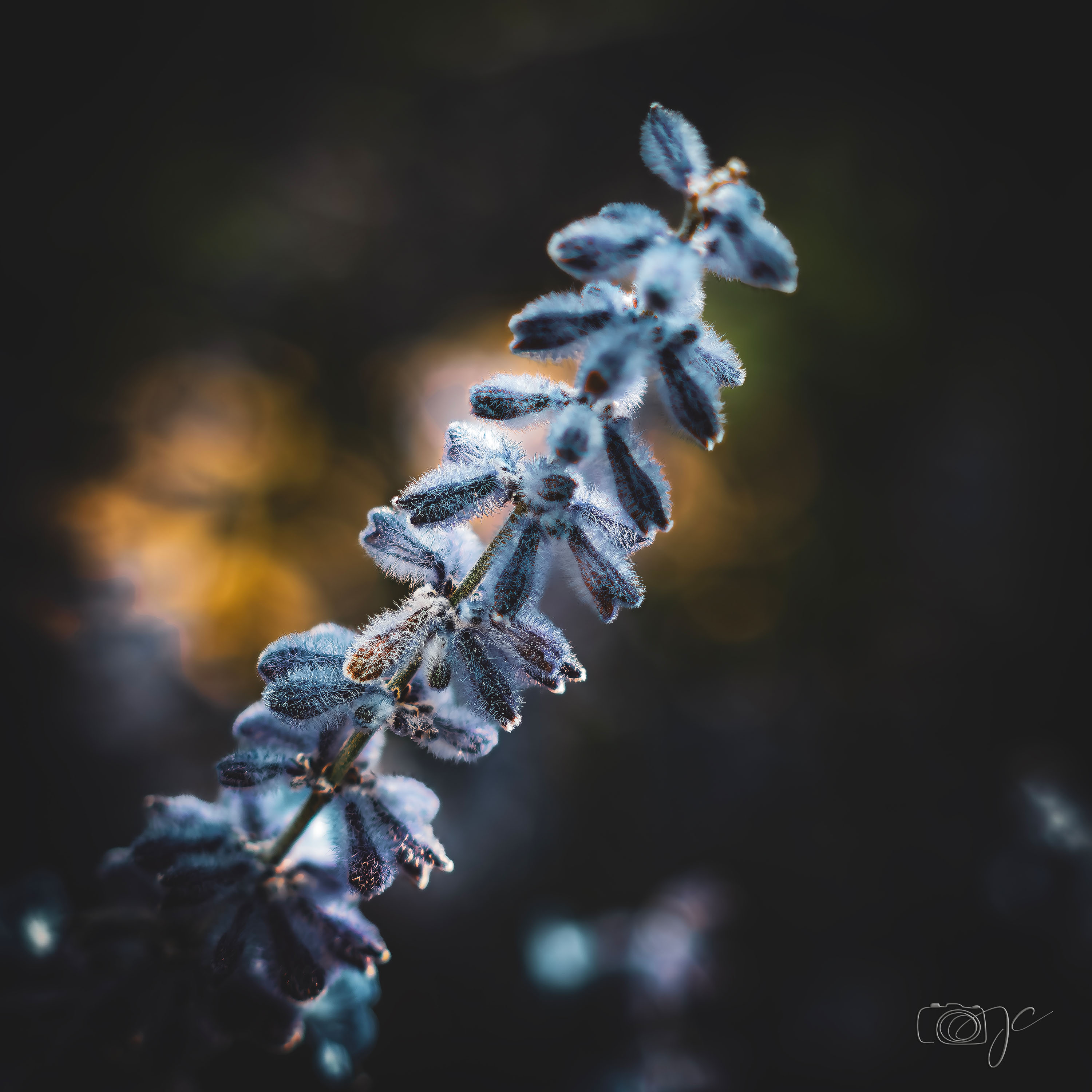 Macro