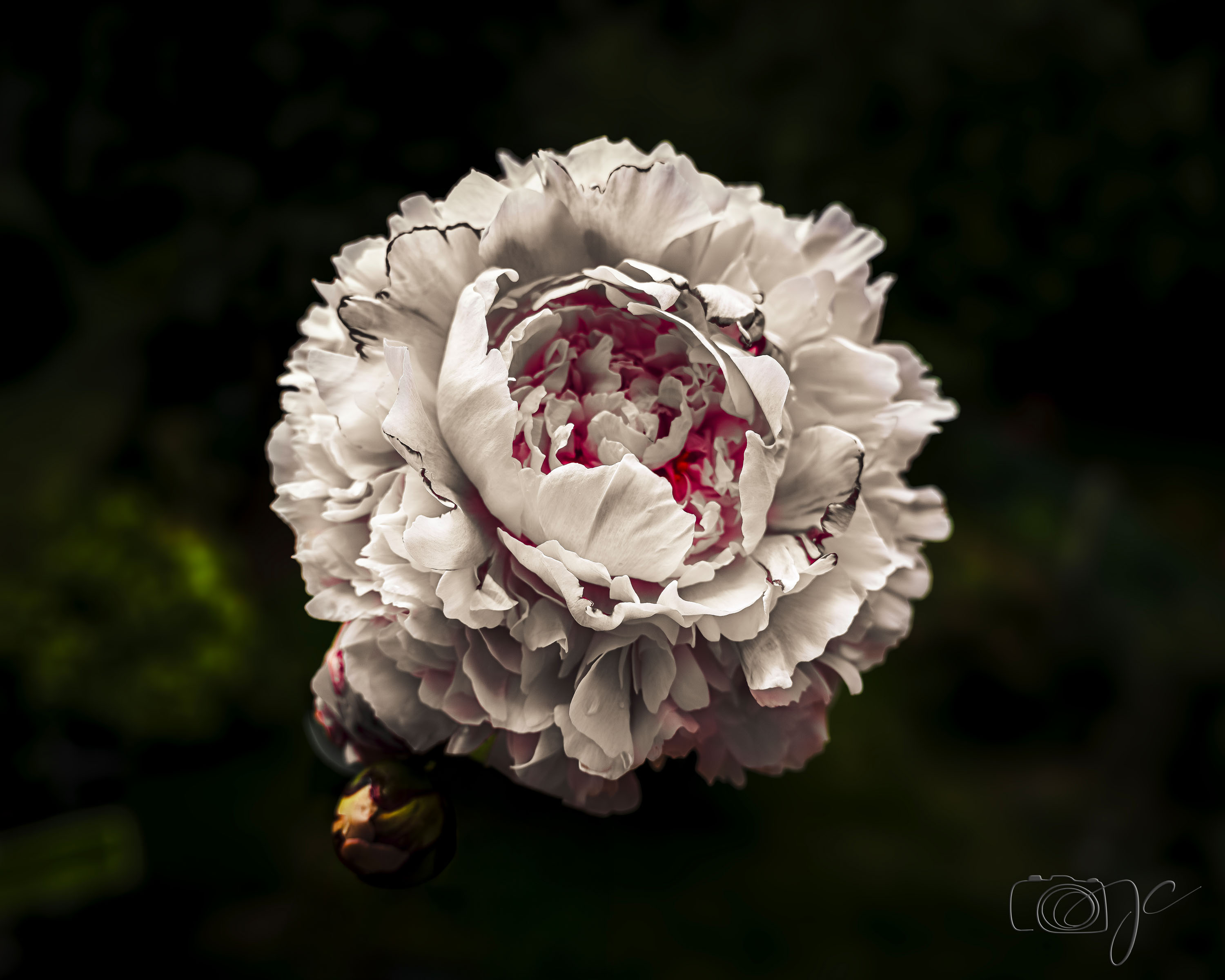 Macro