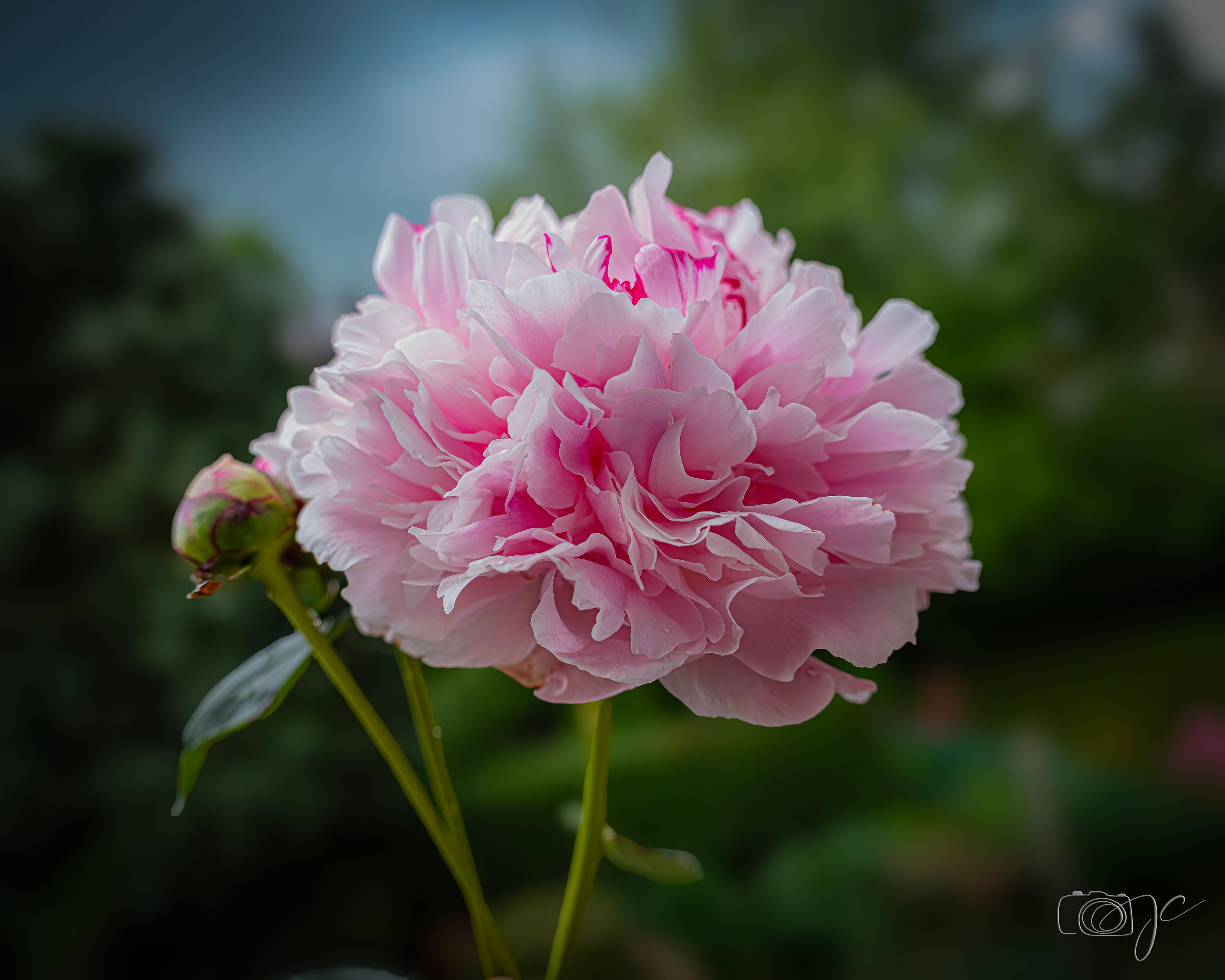 Macro