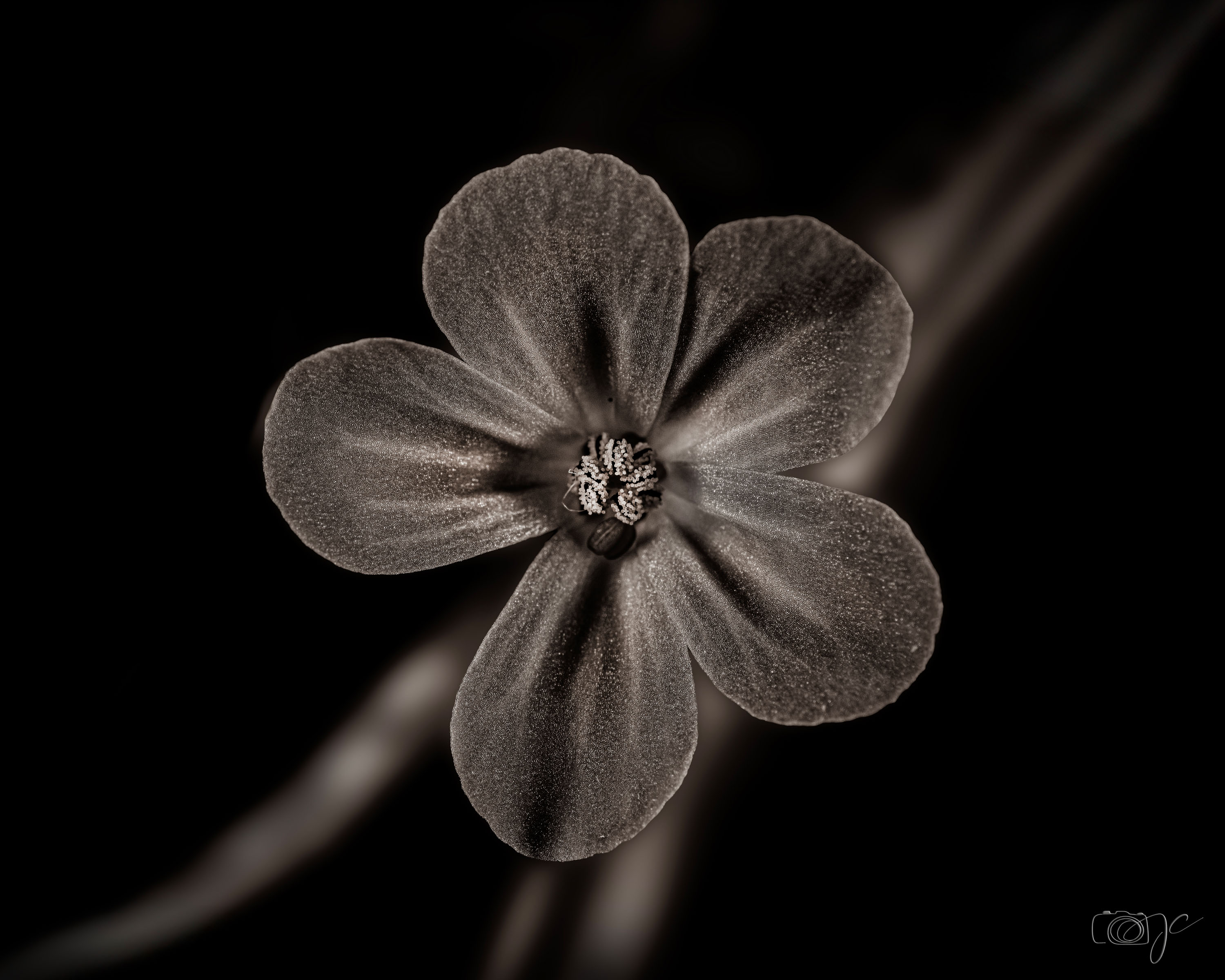 Macro