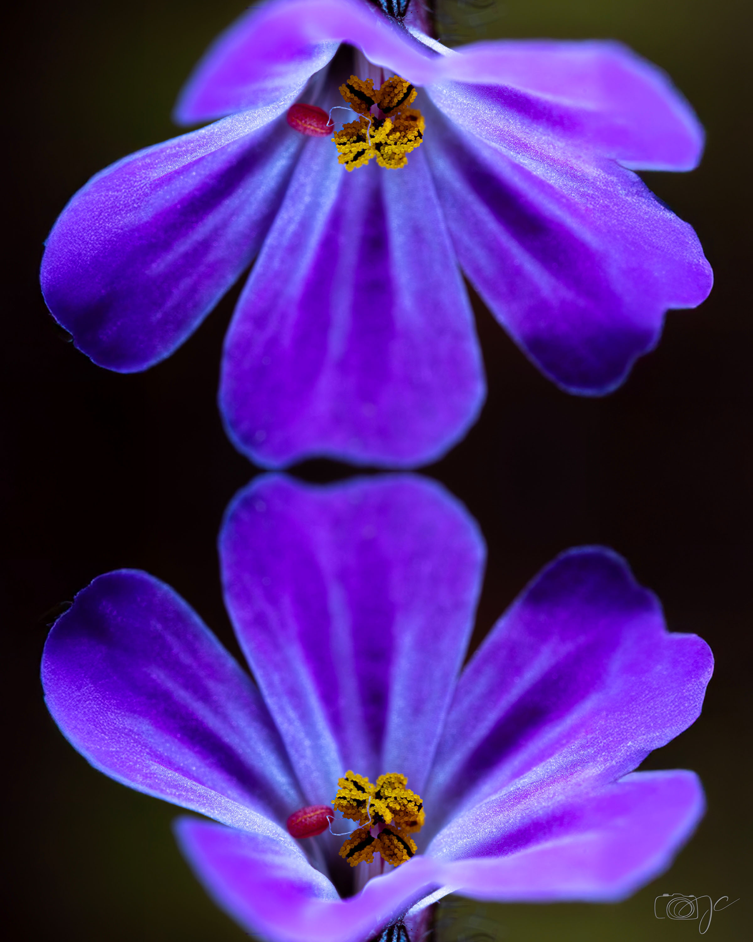 Macro