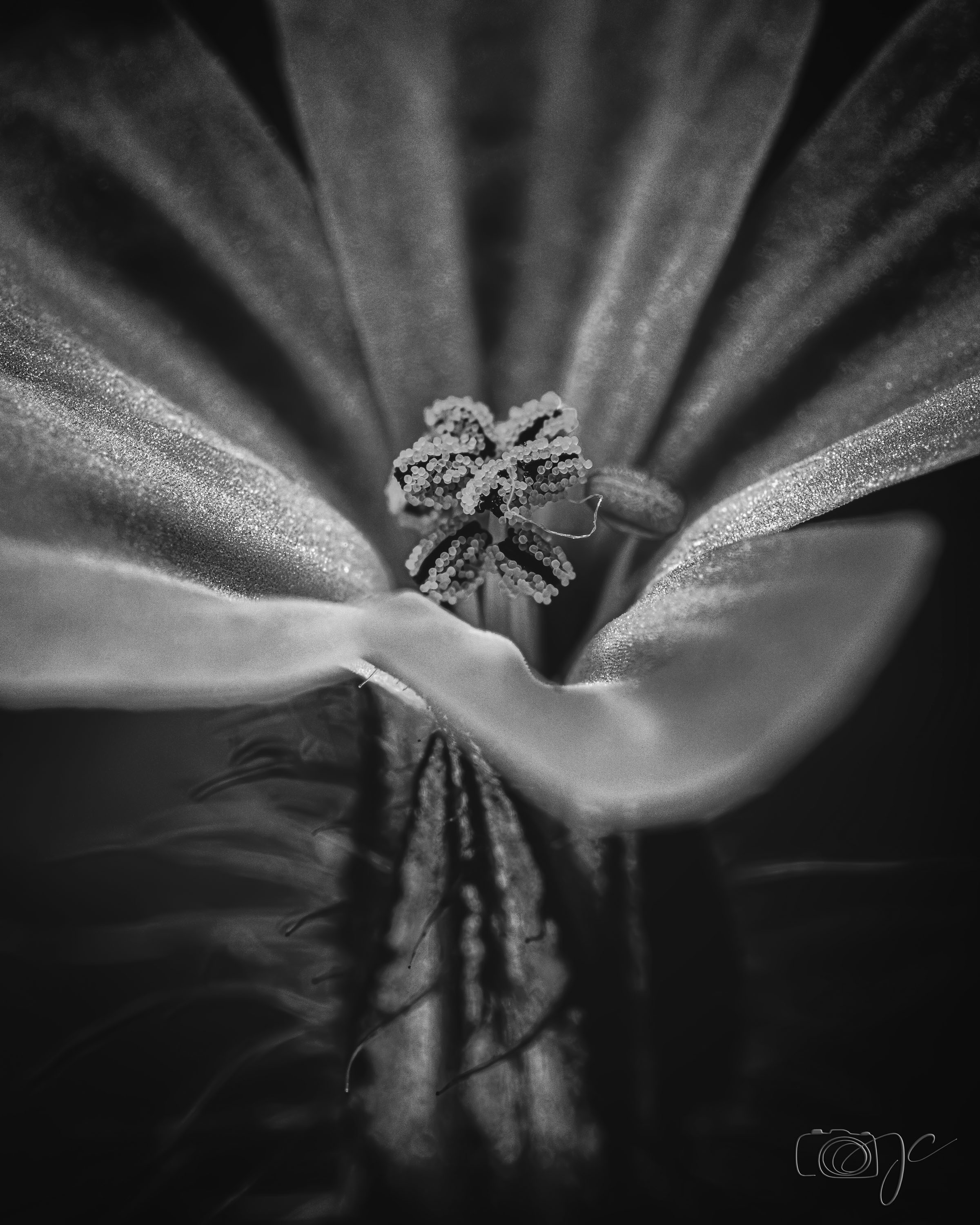 Macro