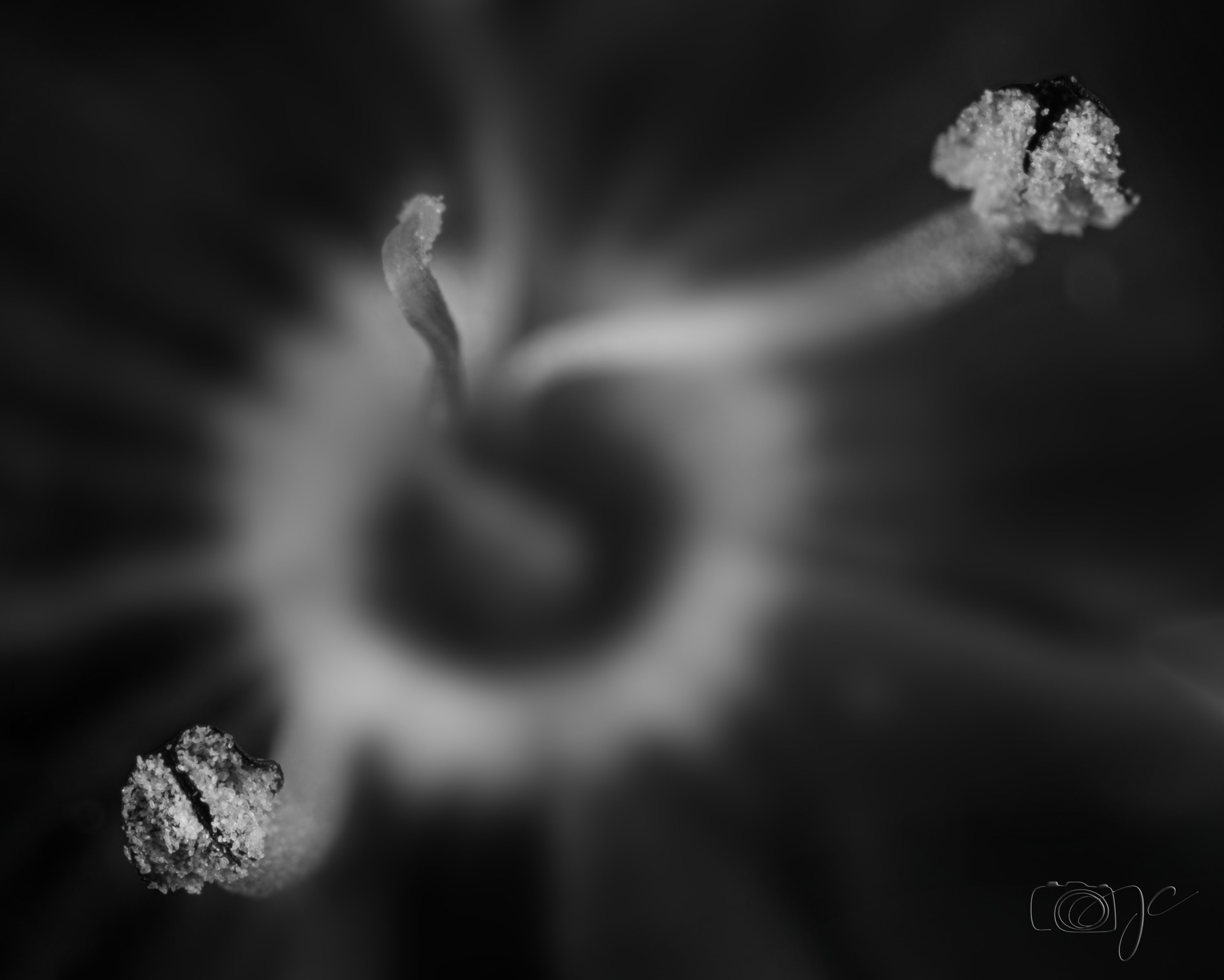 Macro