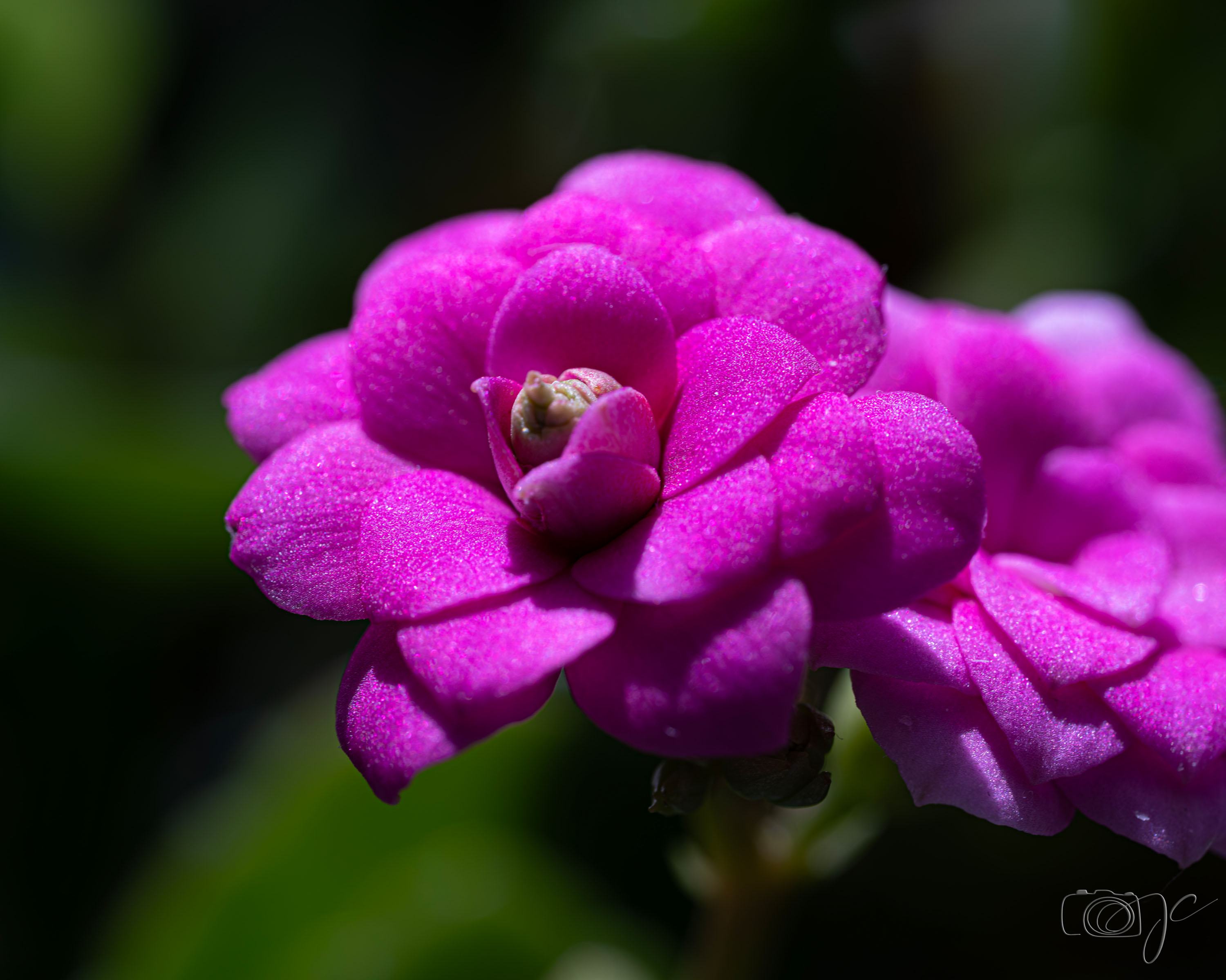 Macro