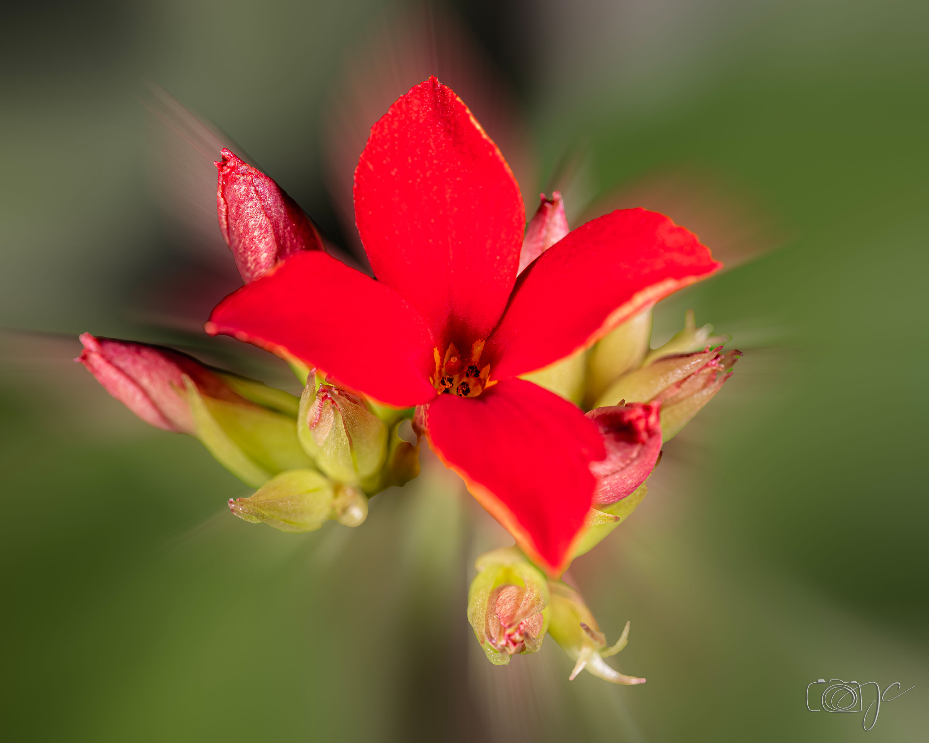 Macro