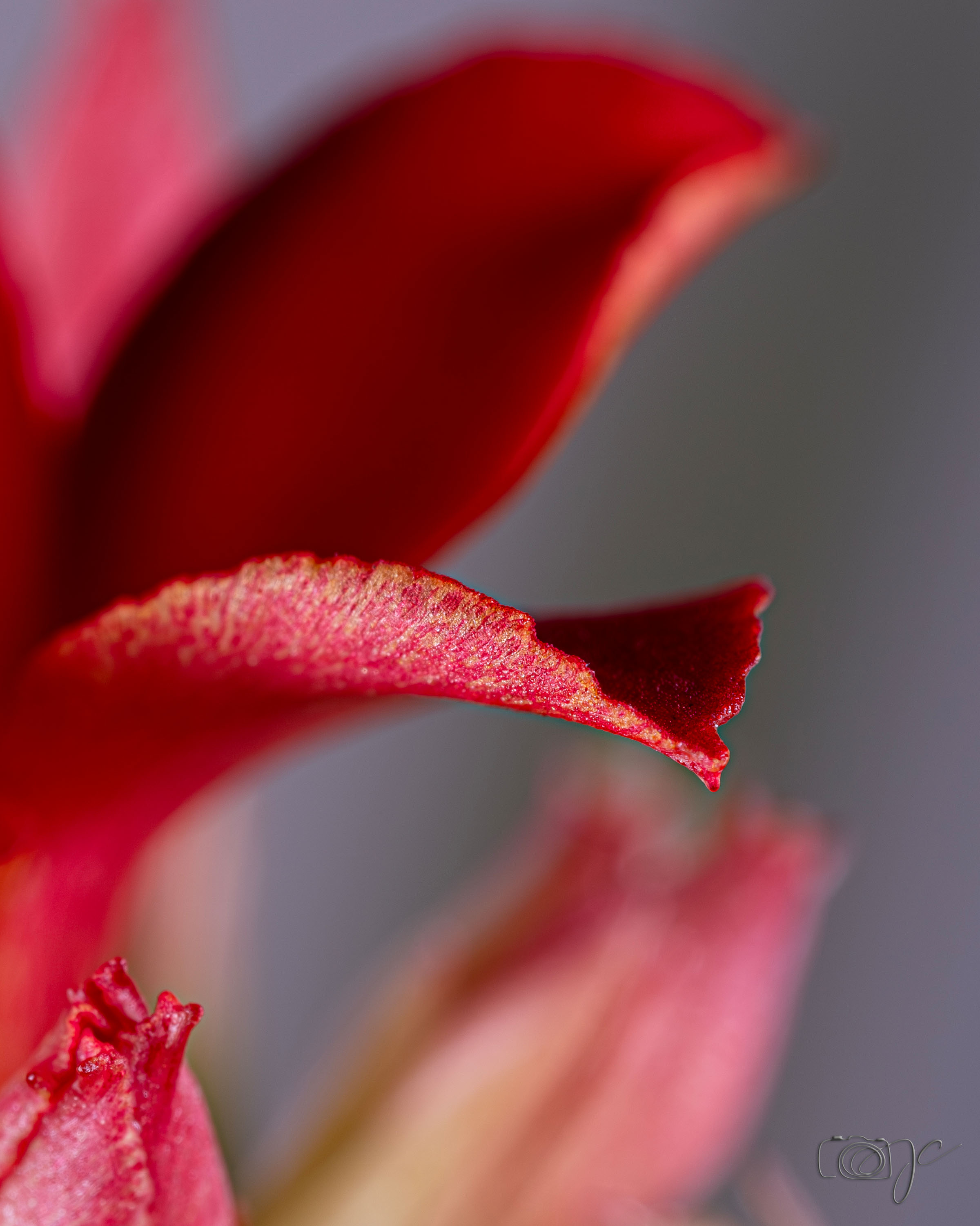 Macro