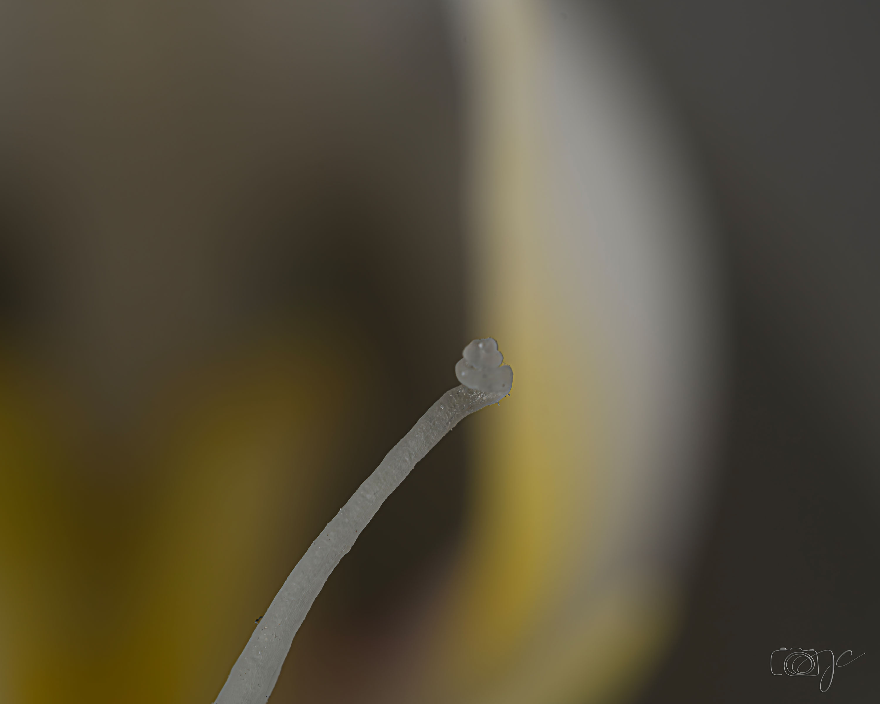 Macro