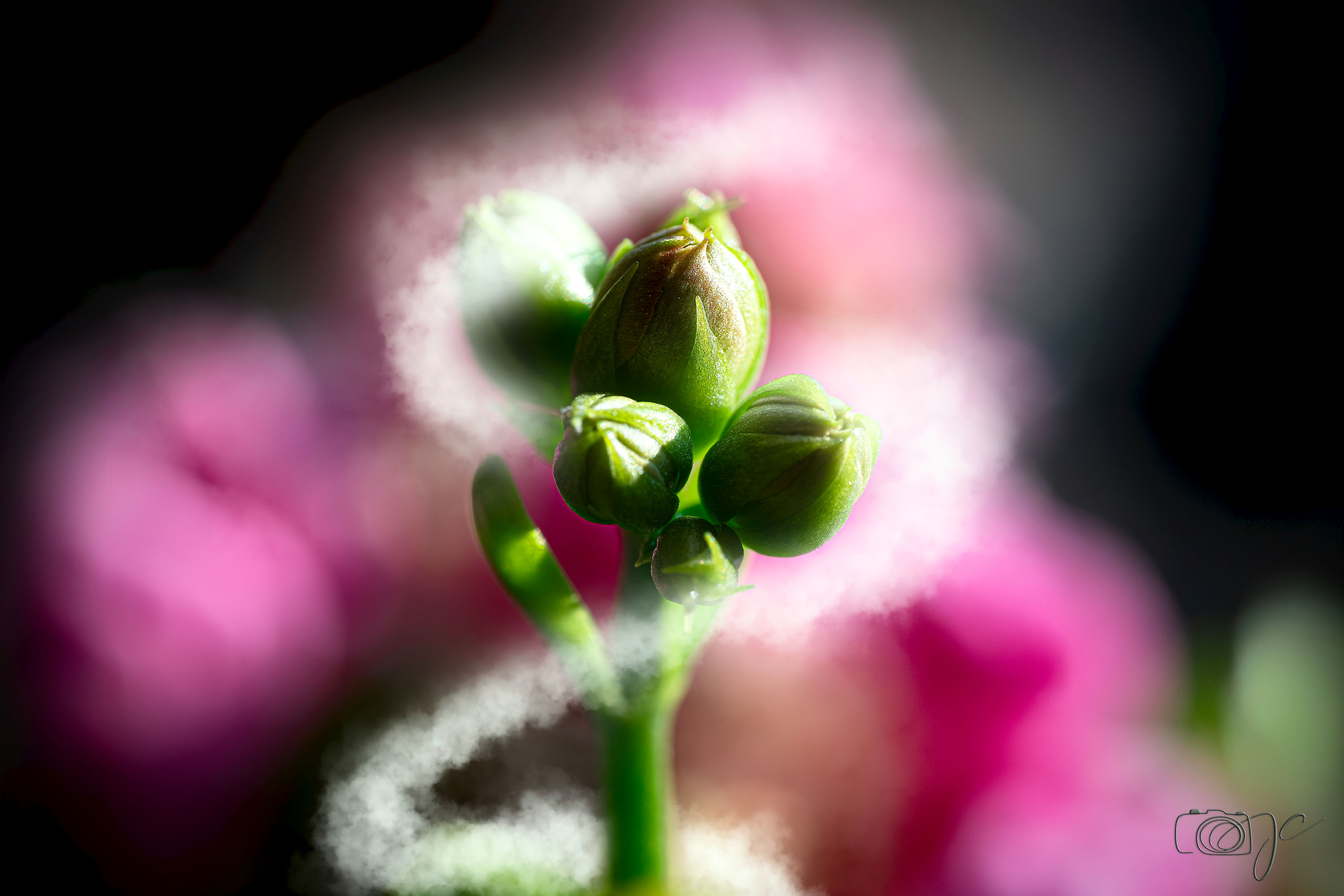 Macro