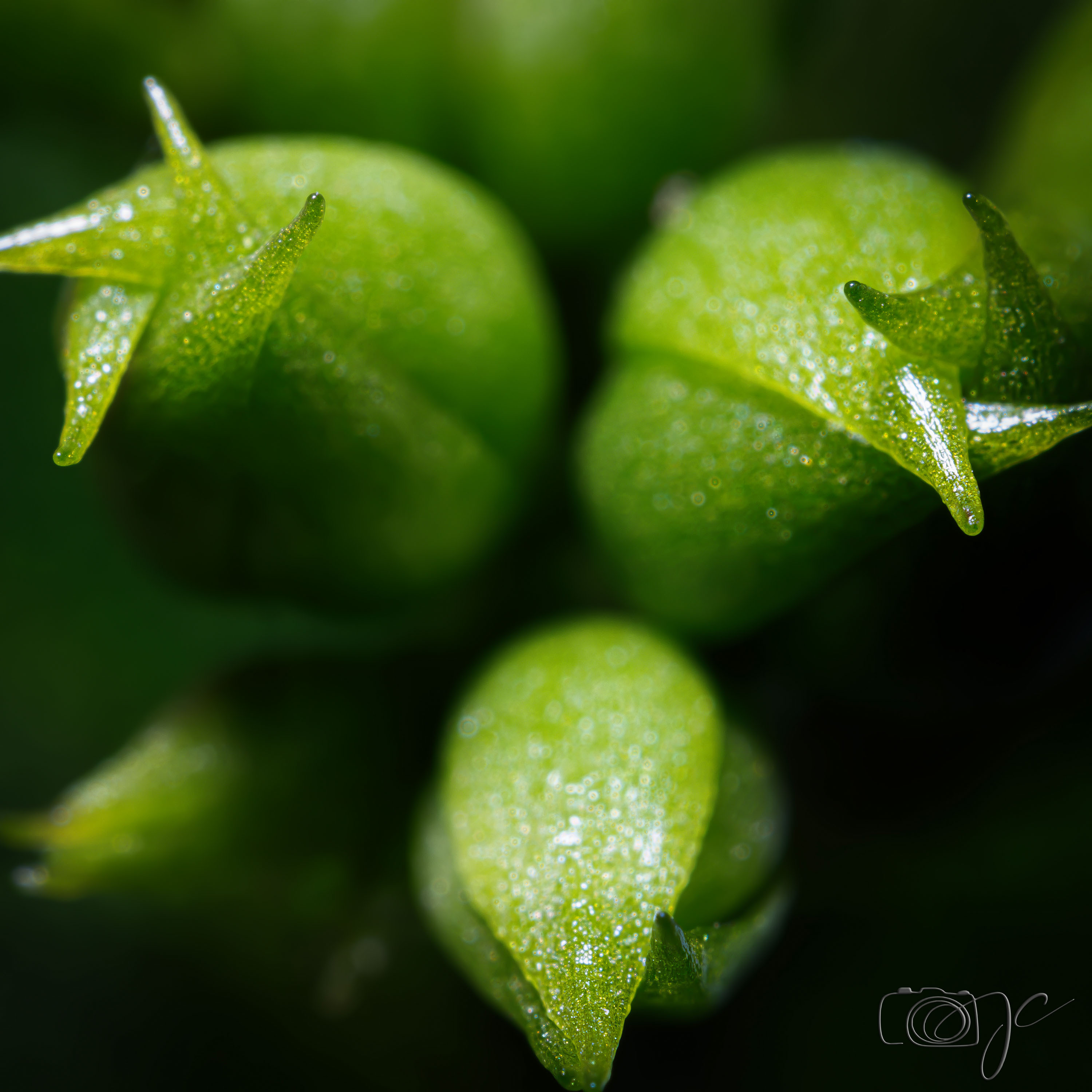 Macro