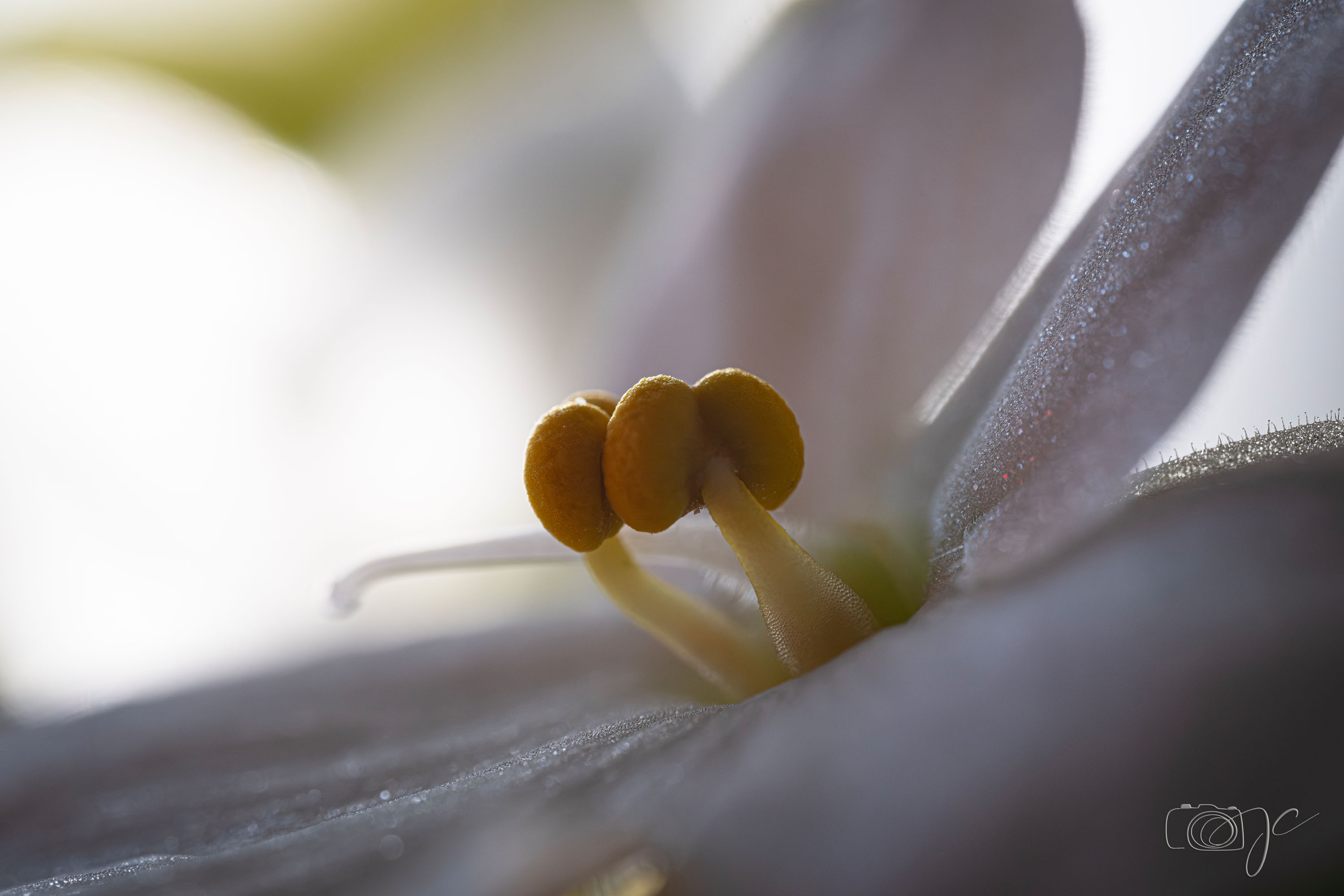 Macro