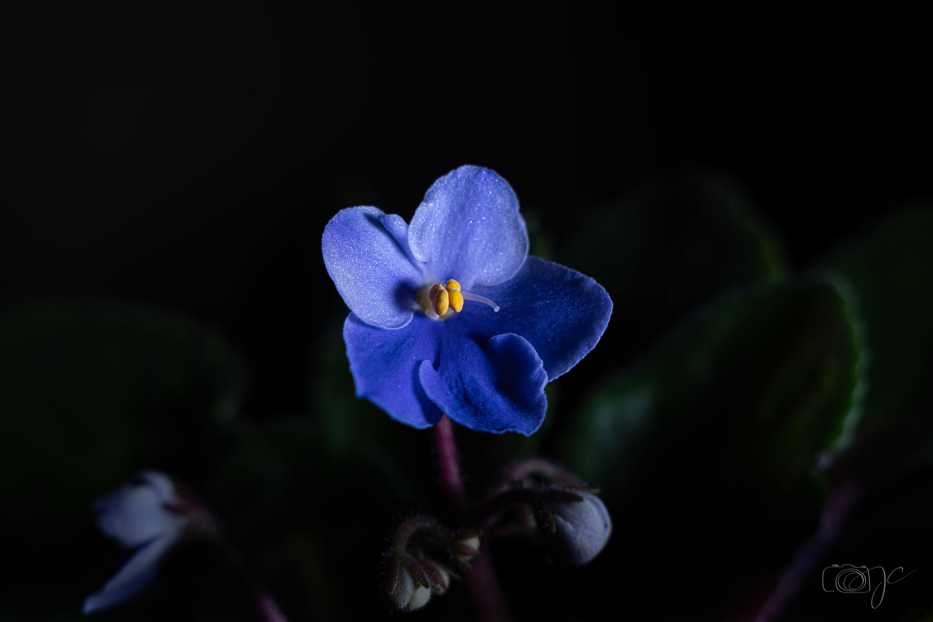 Macro