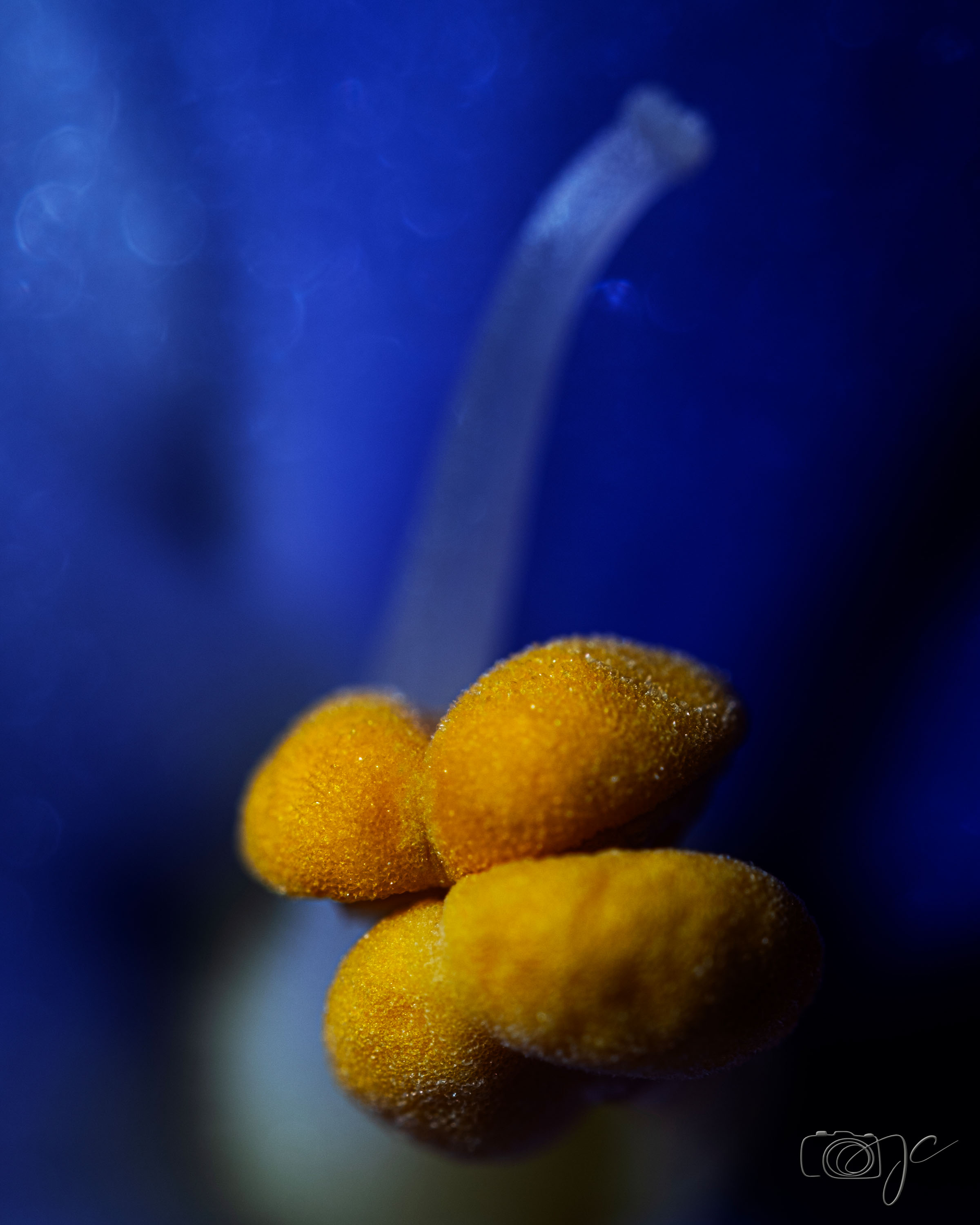 Macro