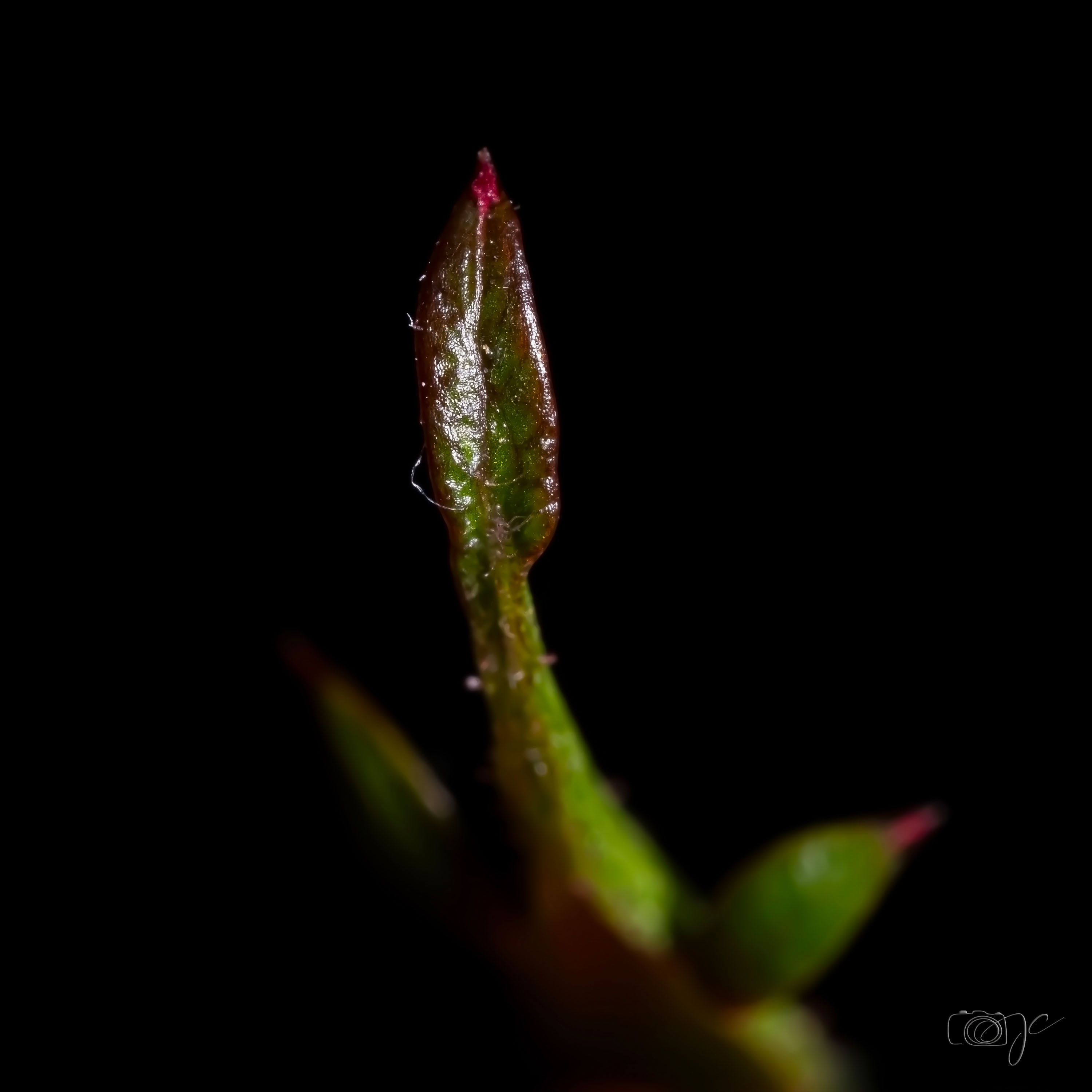 Macro