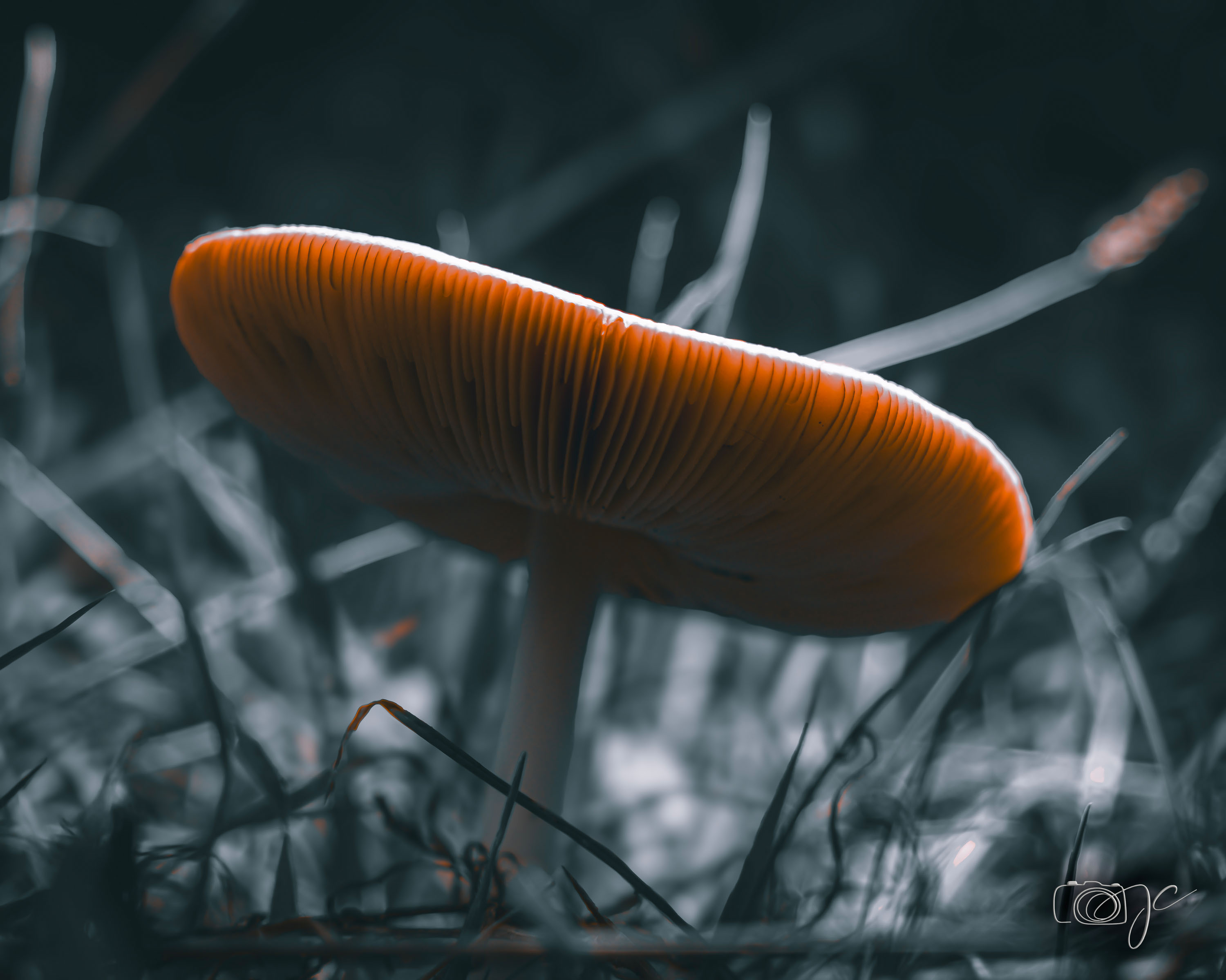 Macro