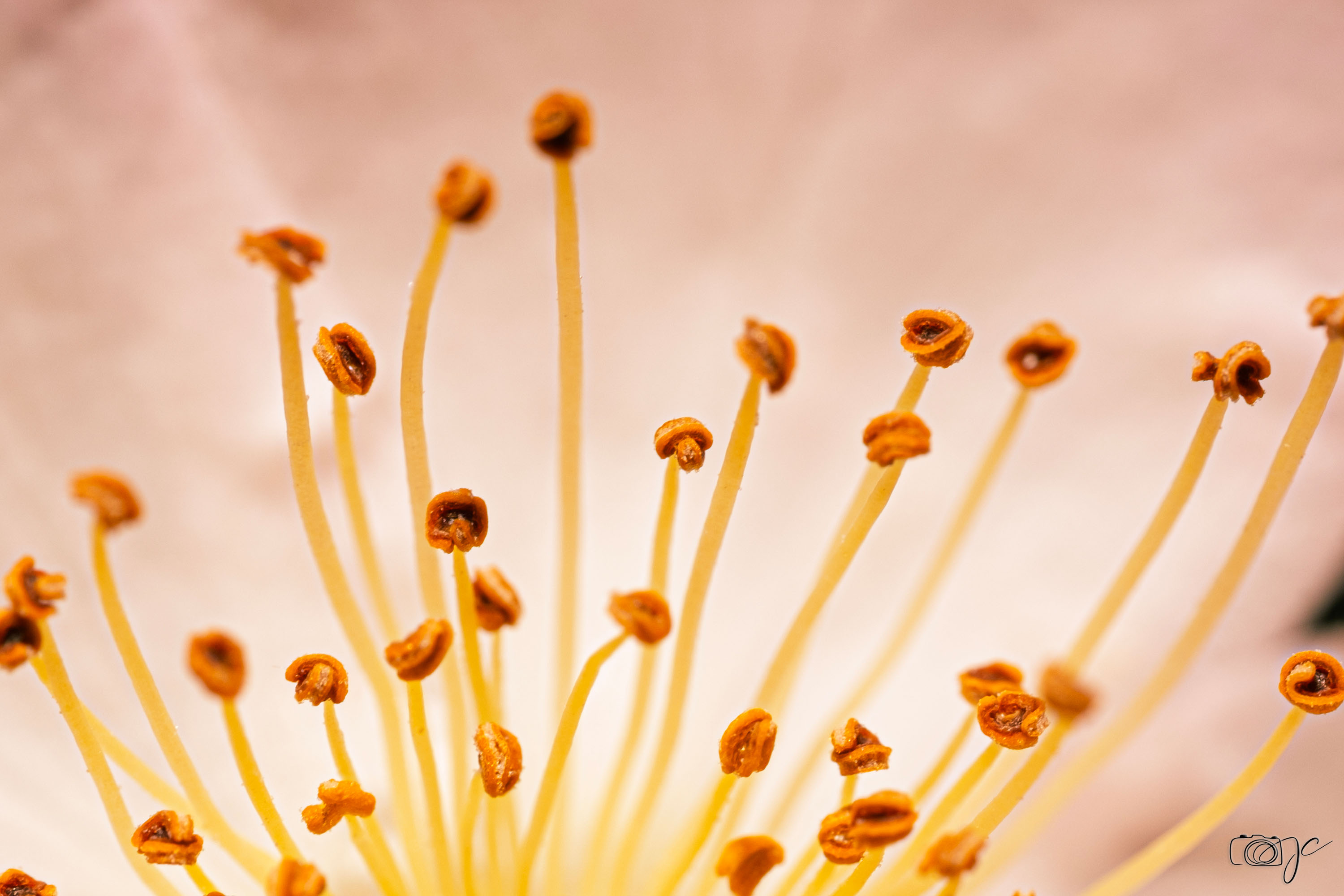 Macro