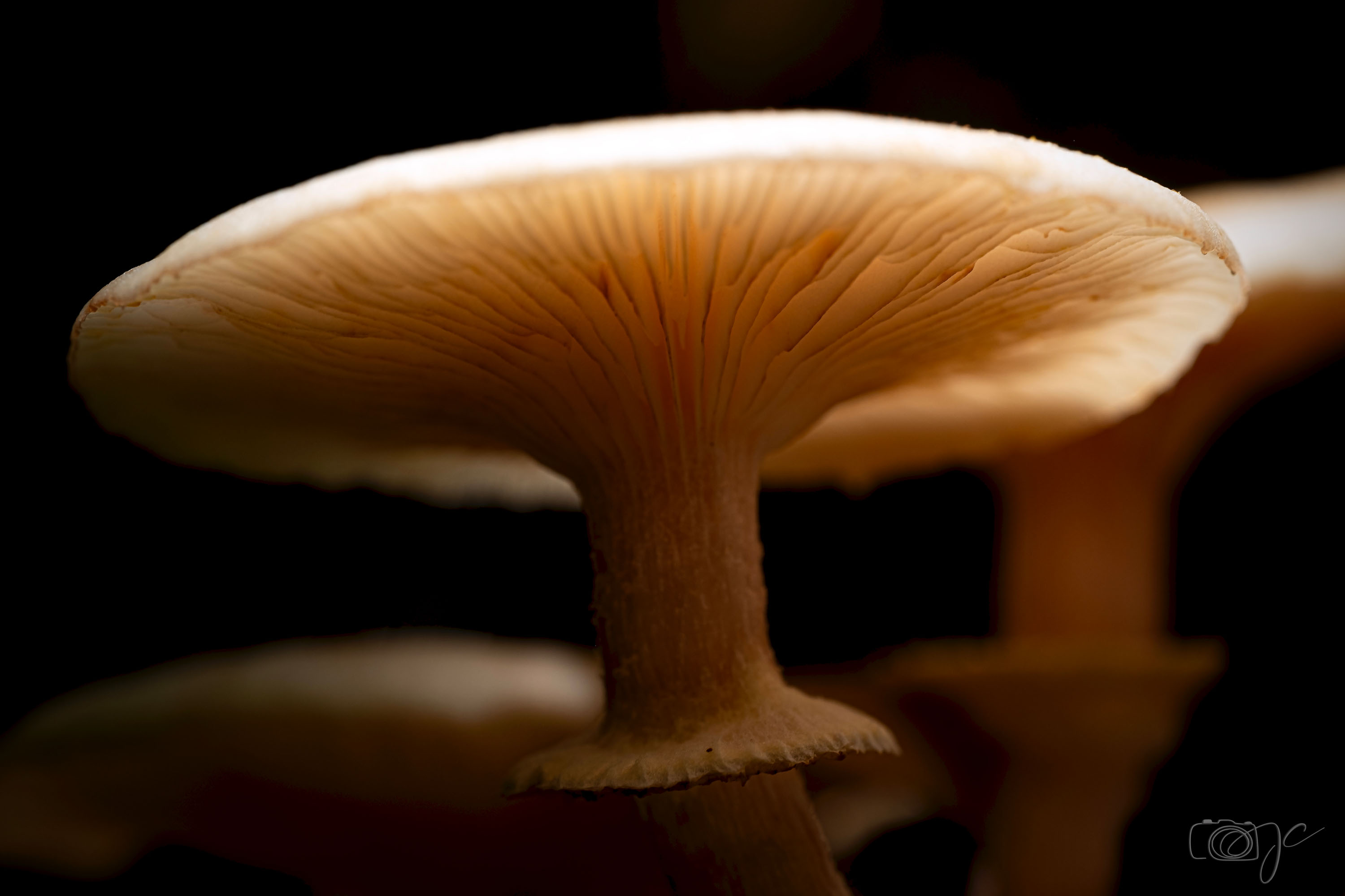 Macro