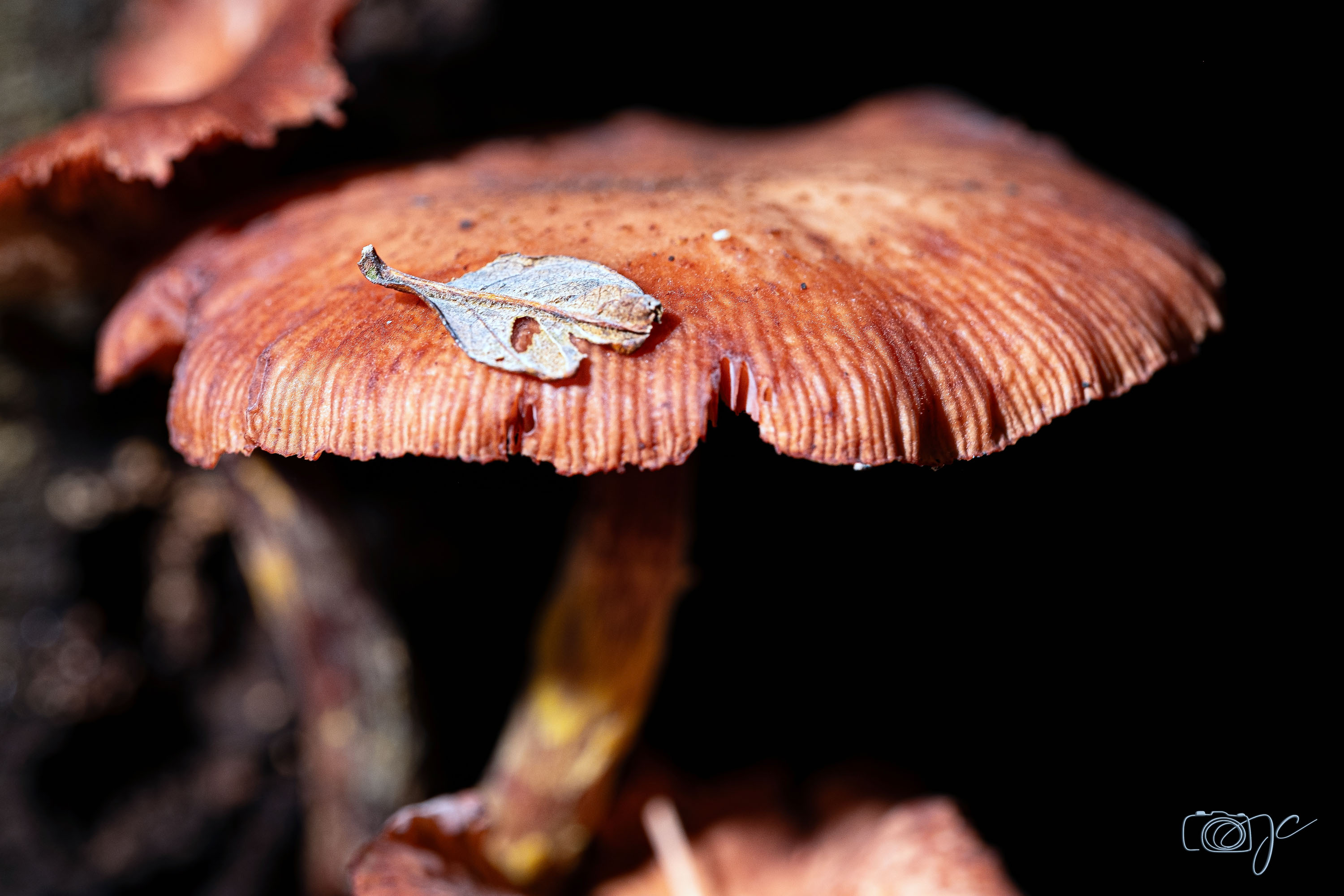 Macro