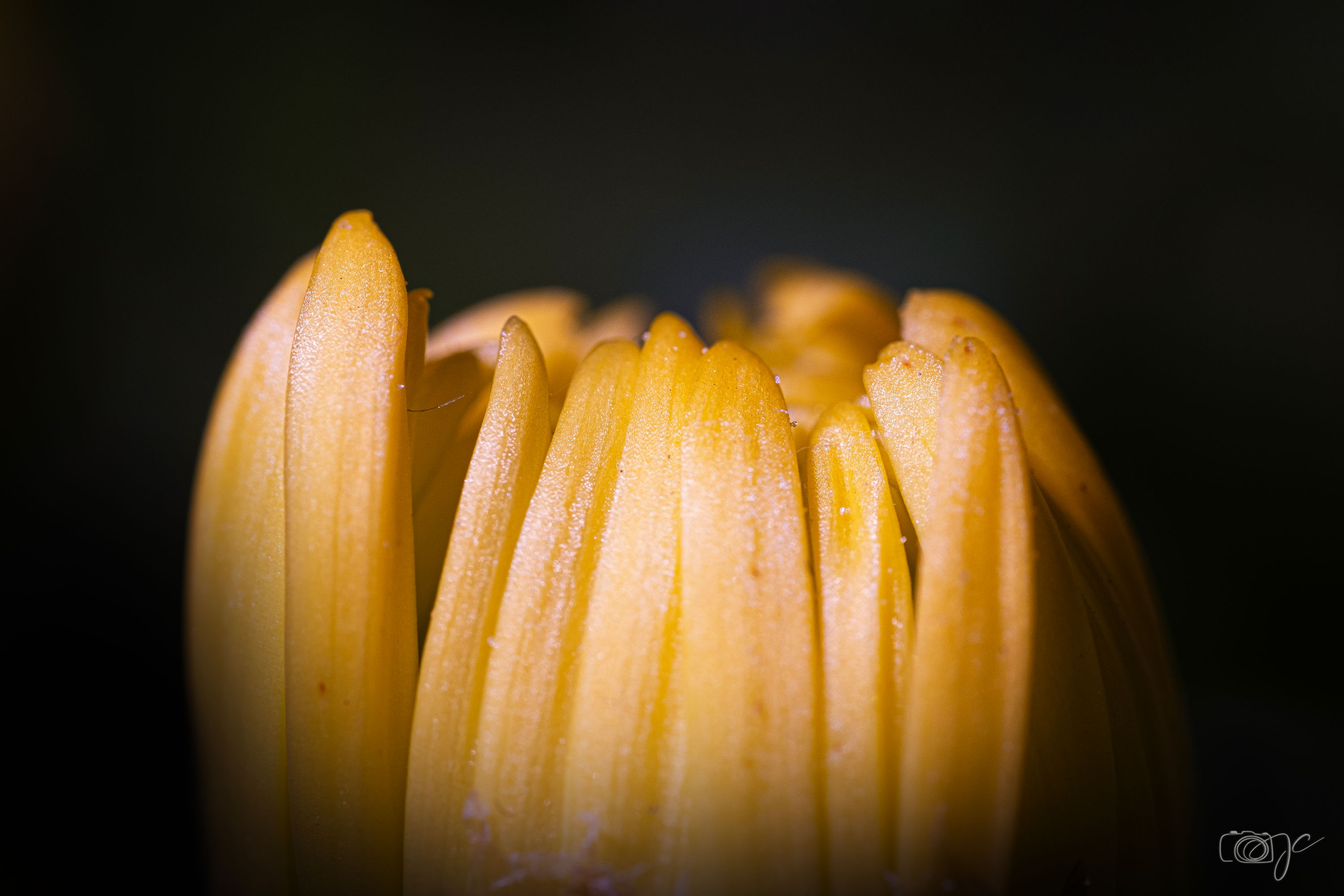 Macro
