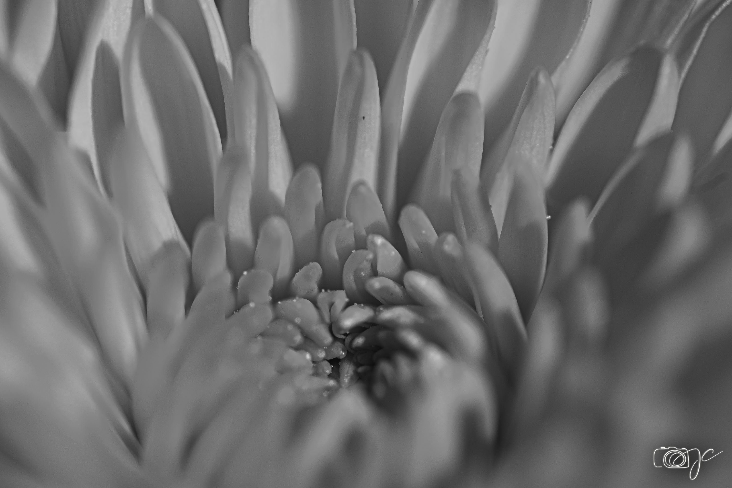 Macro