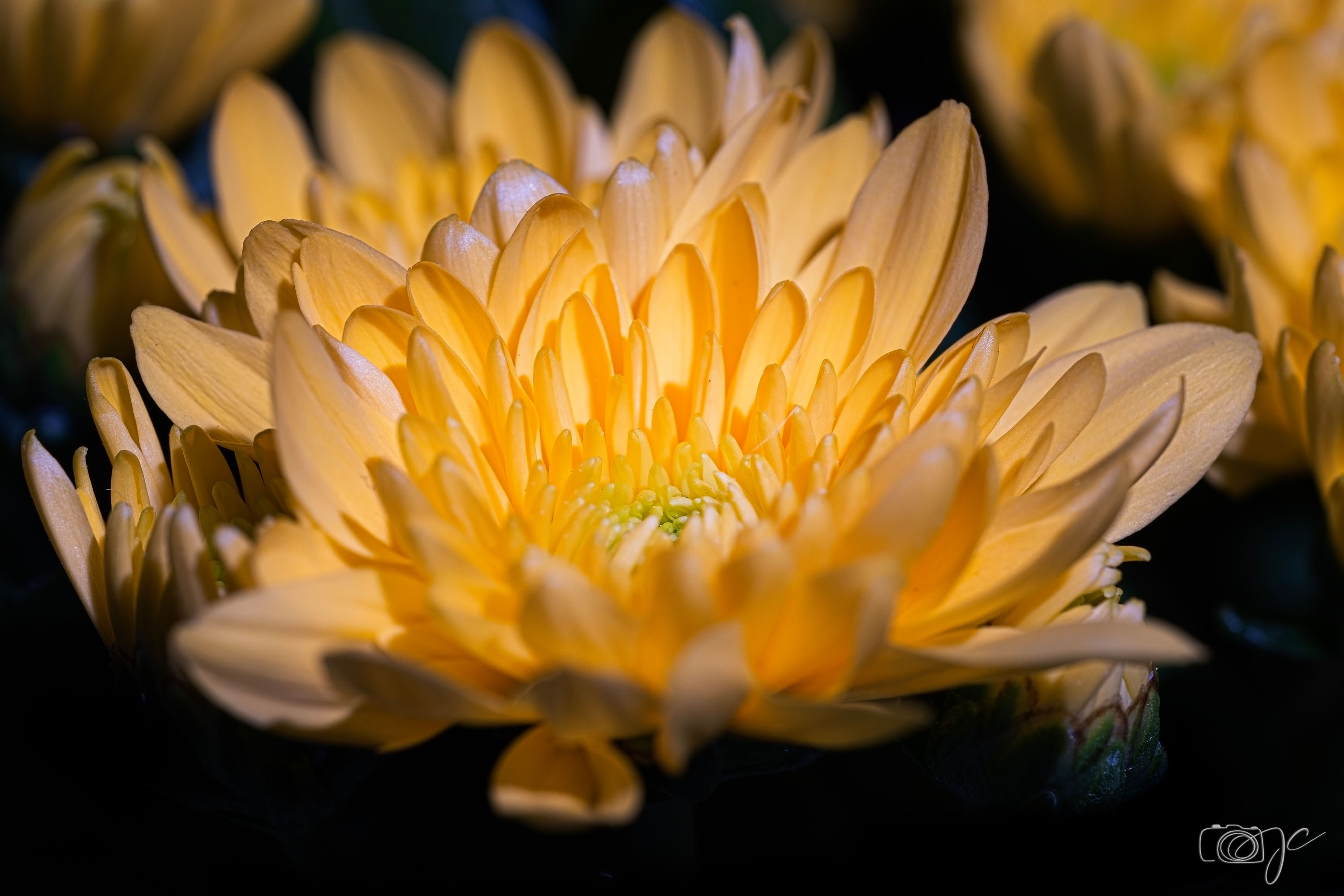 Macro