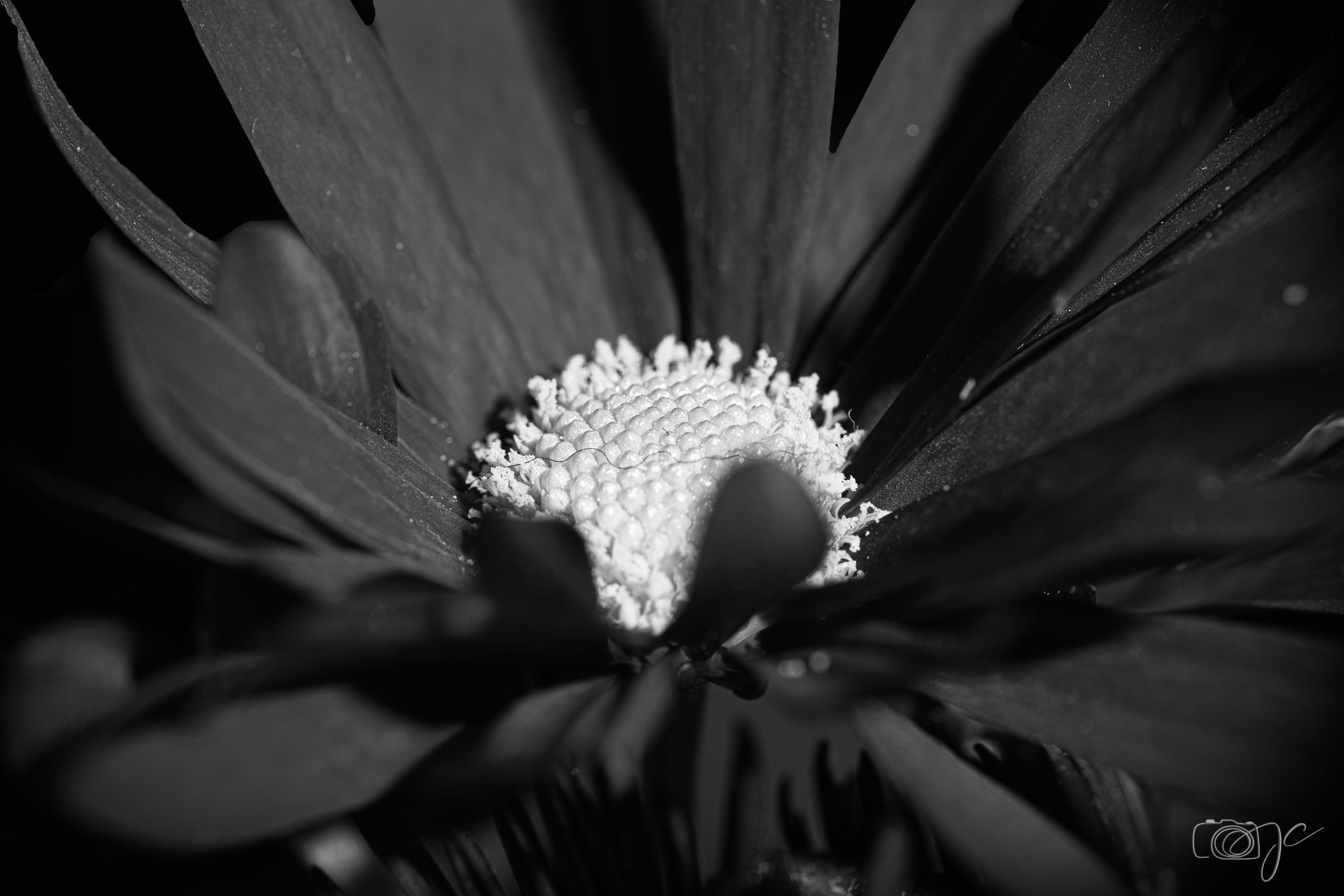 Macro