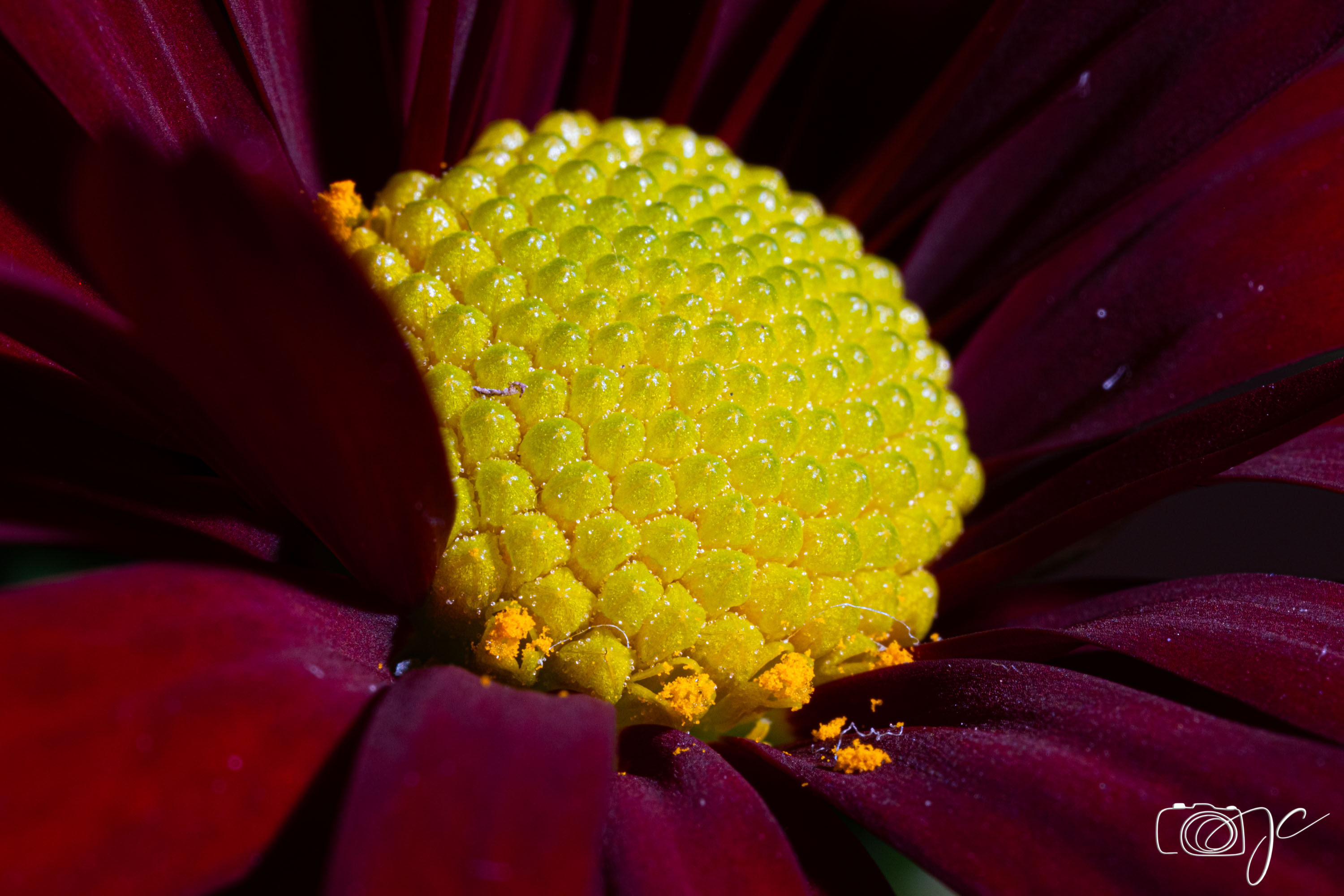 Macro