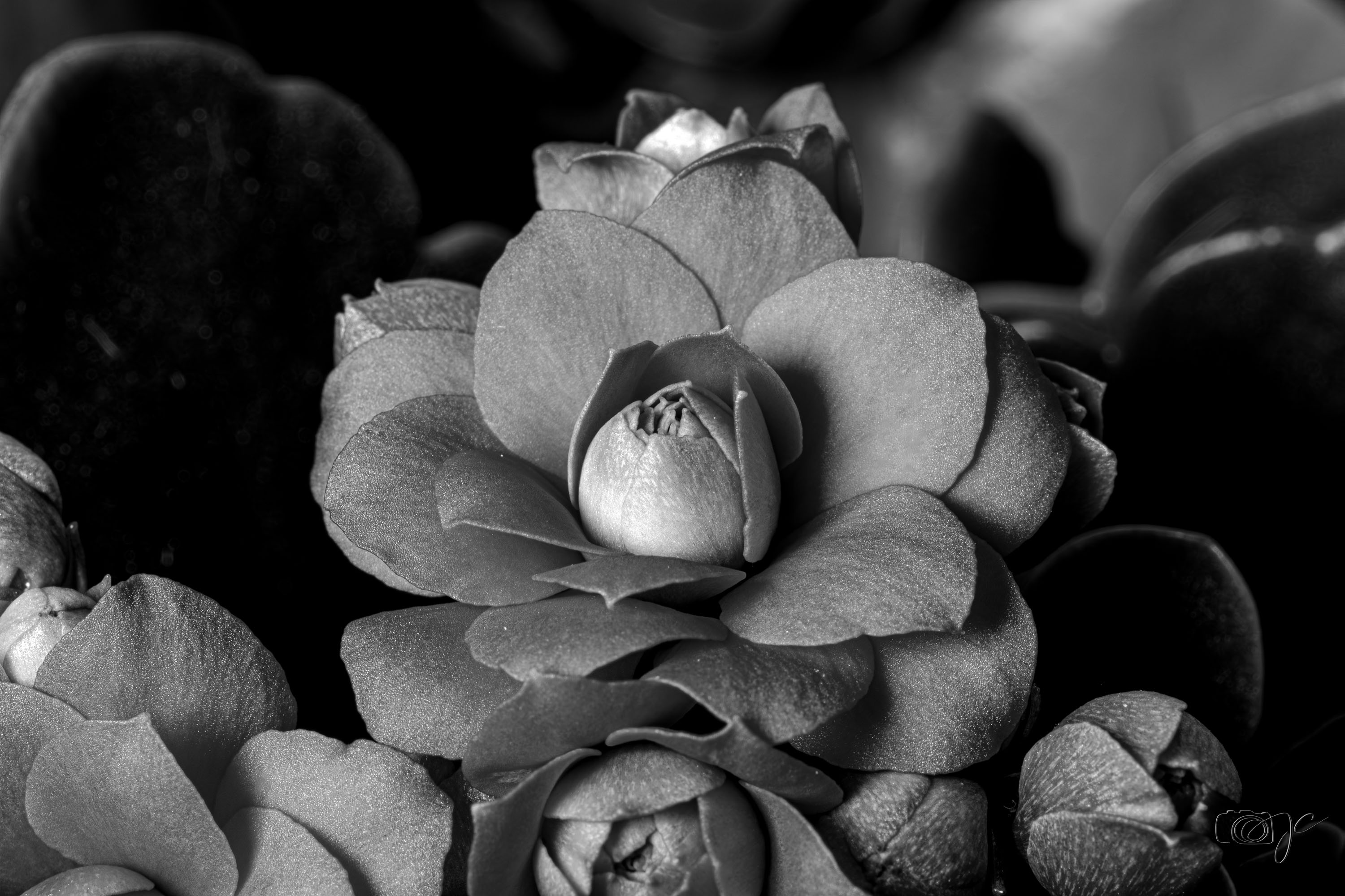 Macro