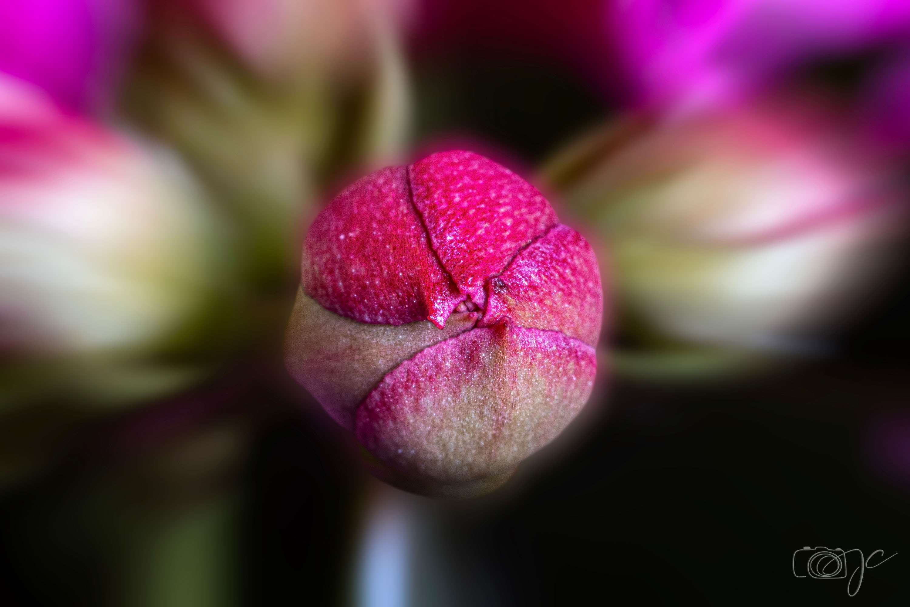 Macro