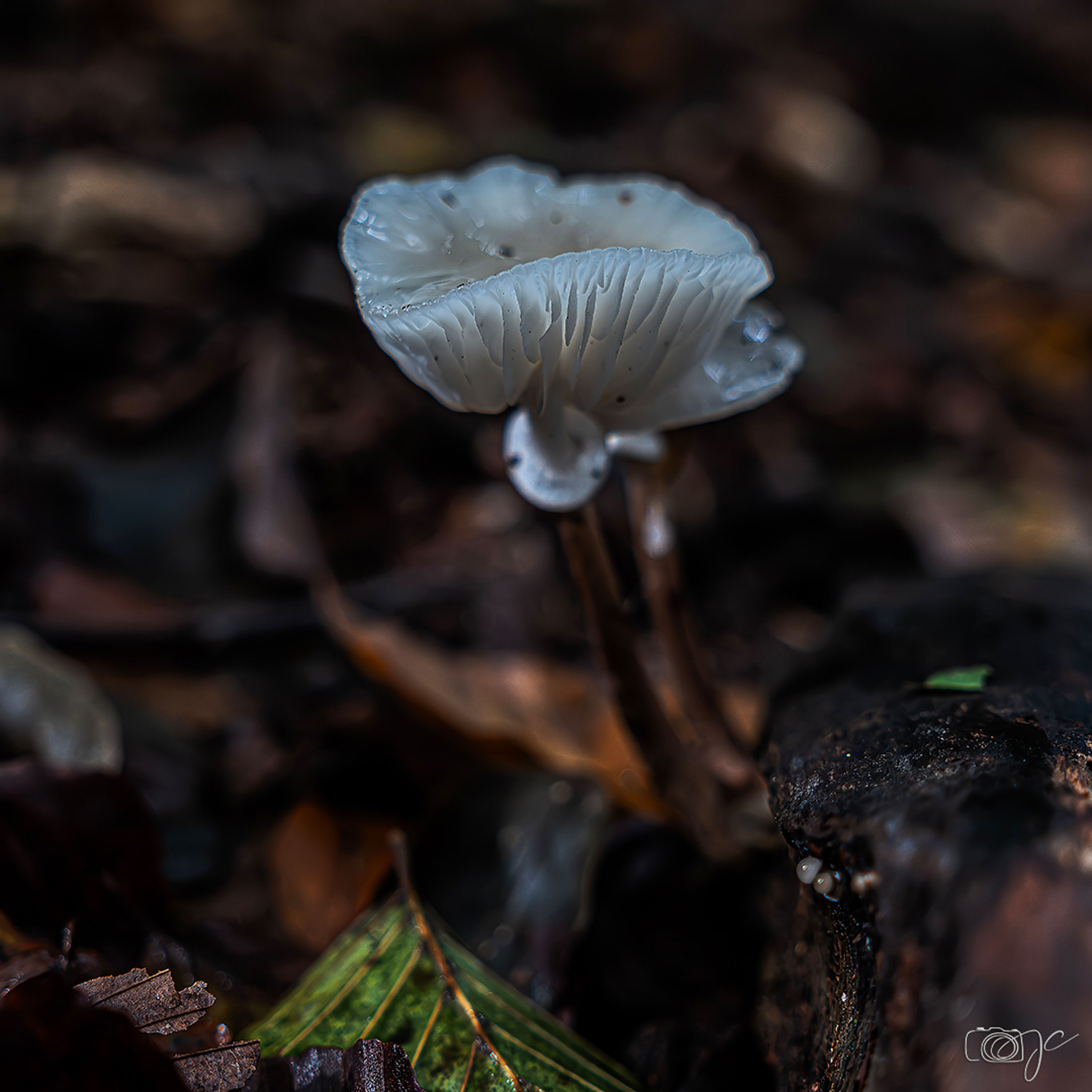 Macro