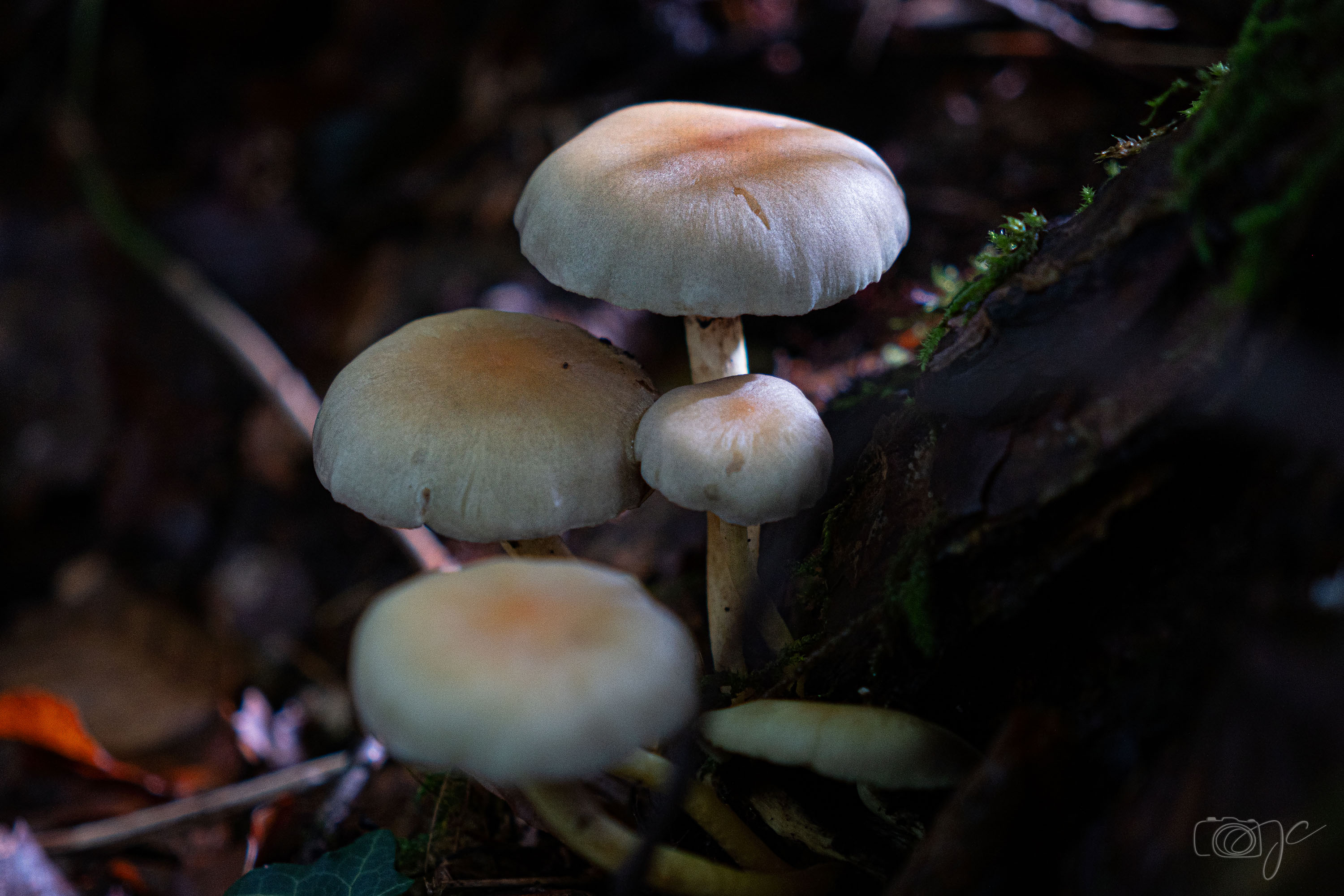 Macro