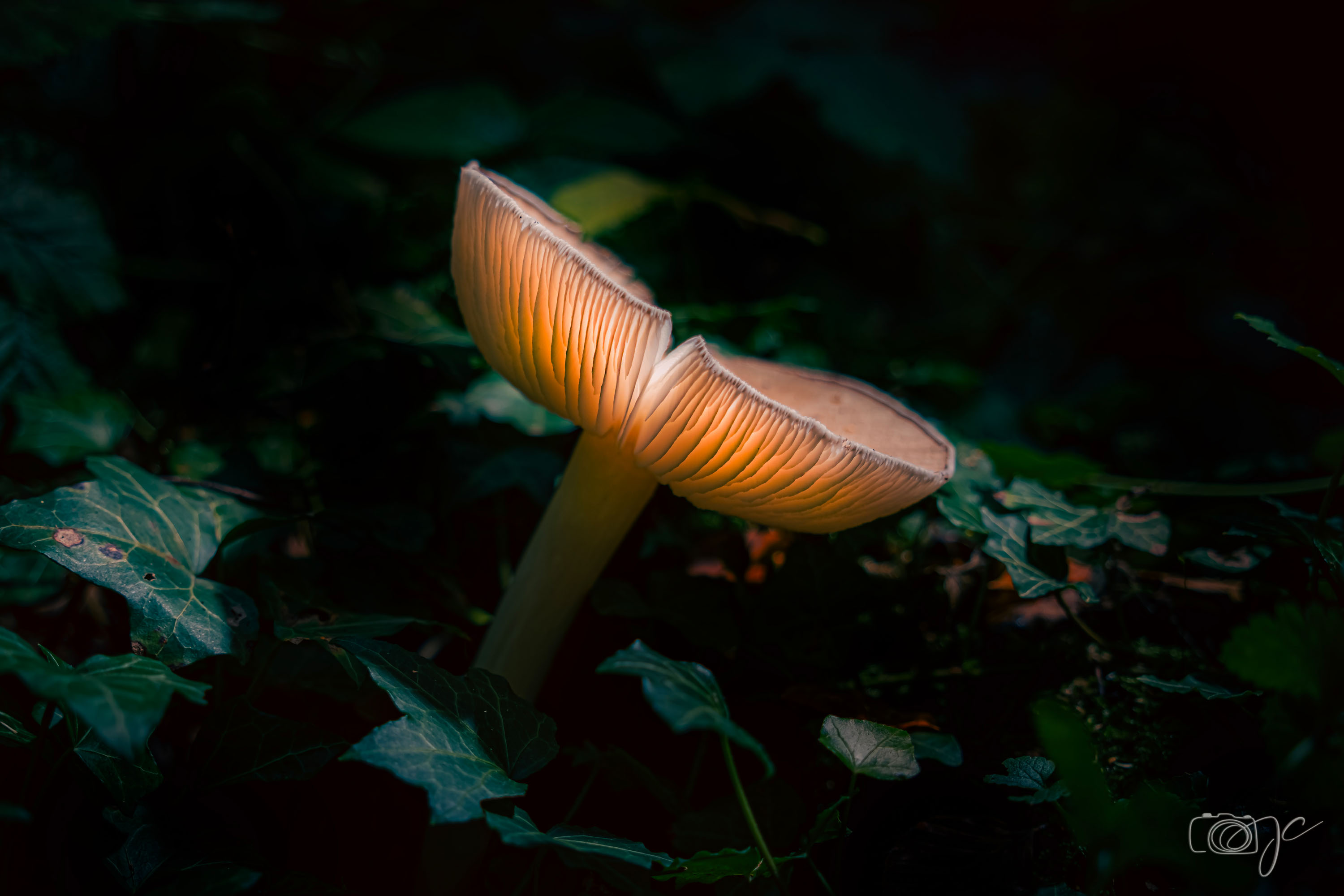 Macro