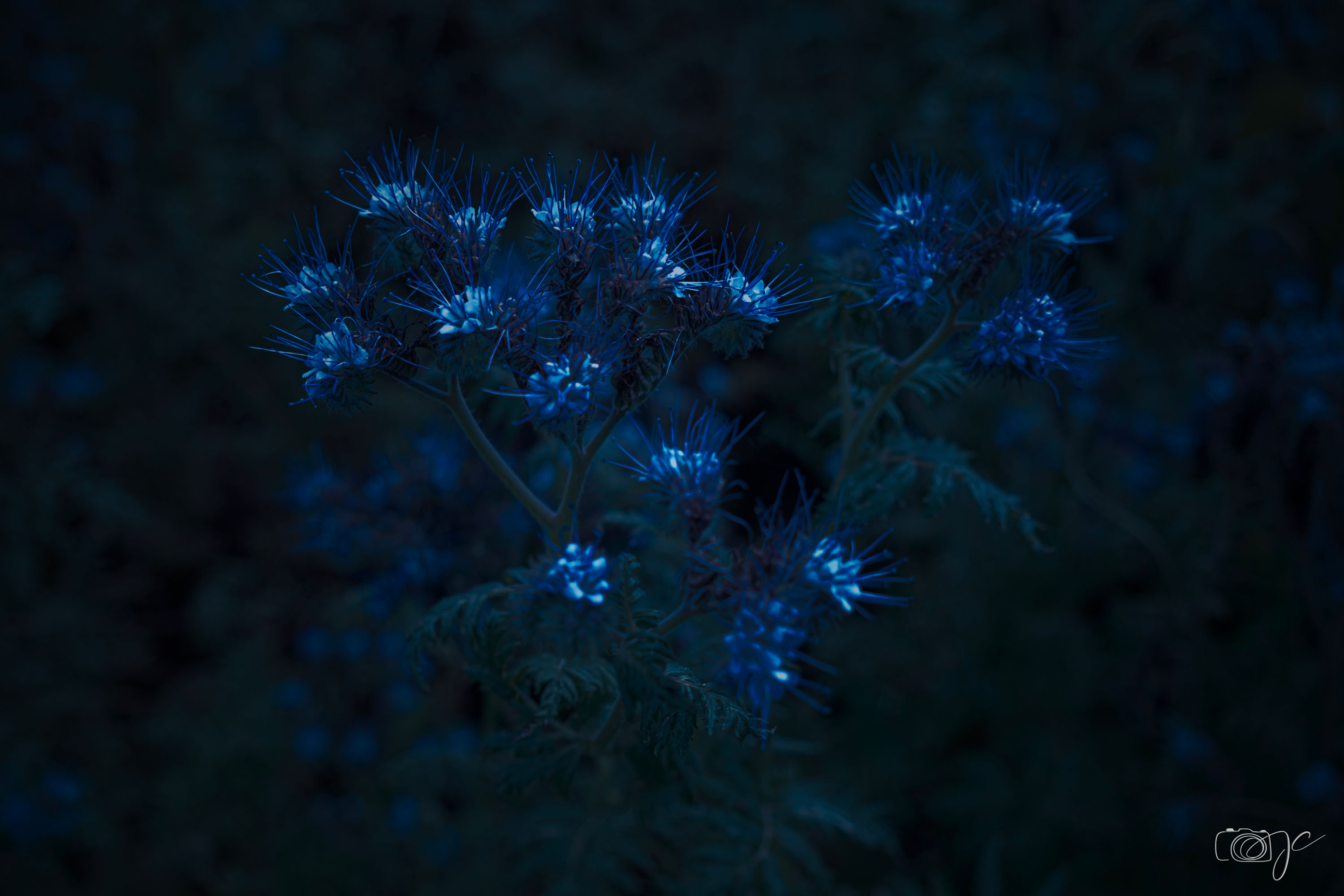 Macro