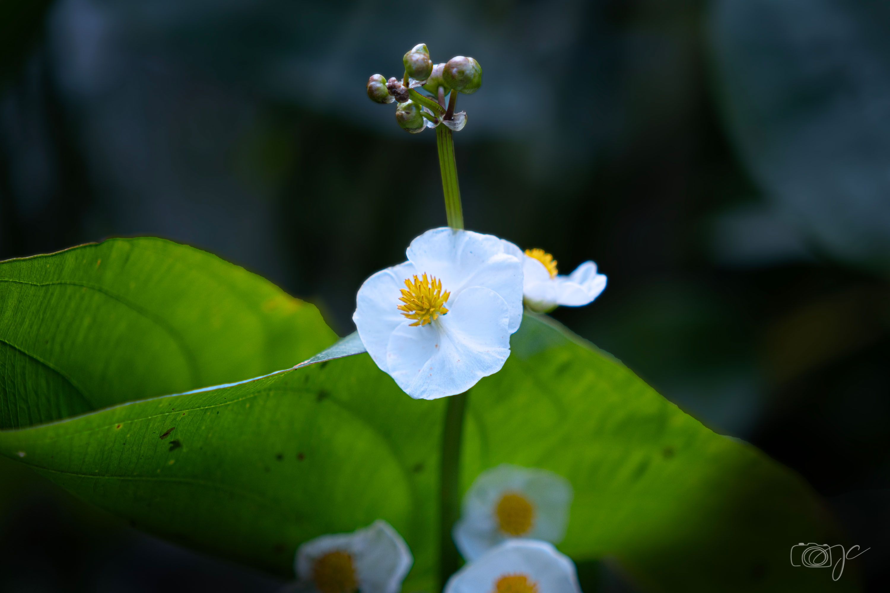 Macro
