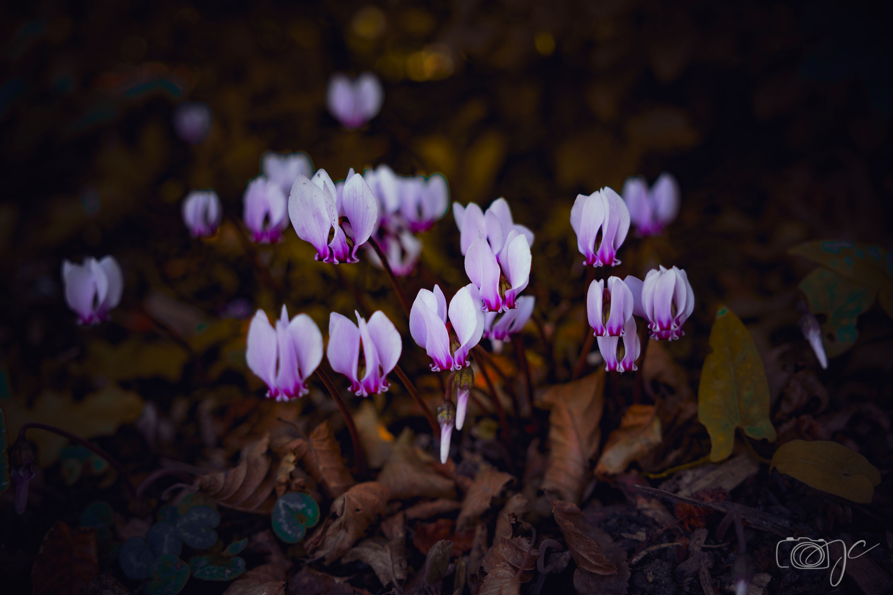 Macro