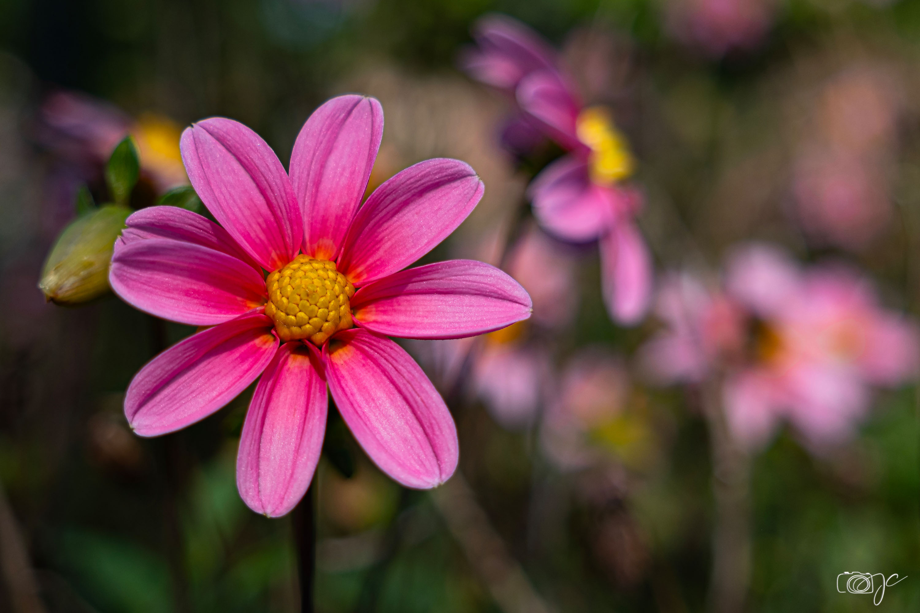 Macro