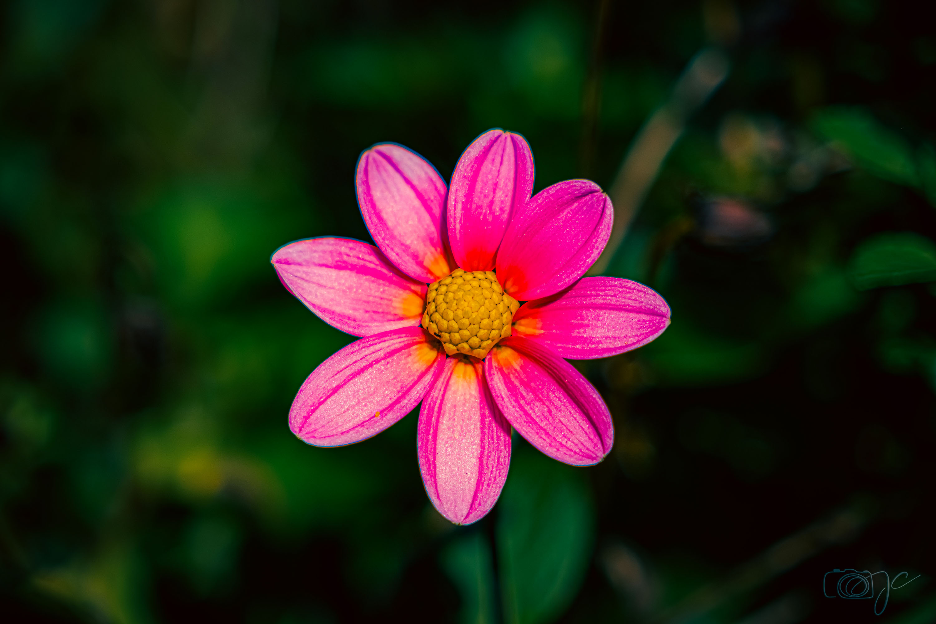 Macro