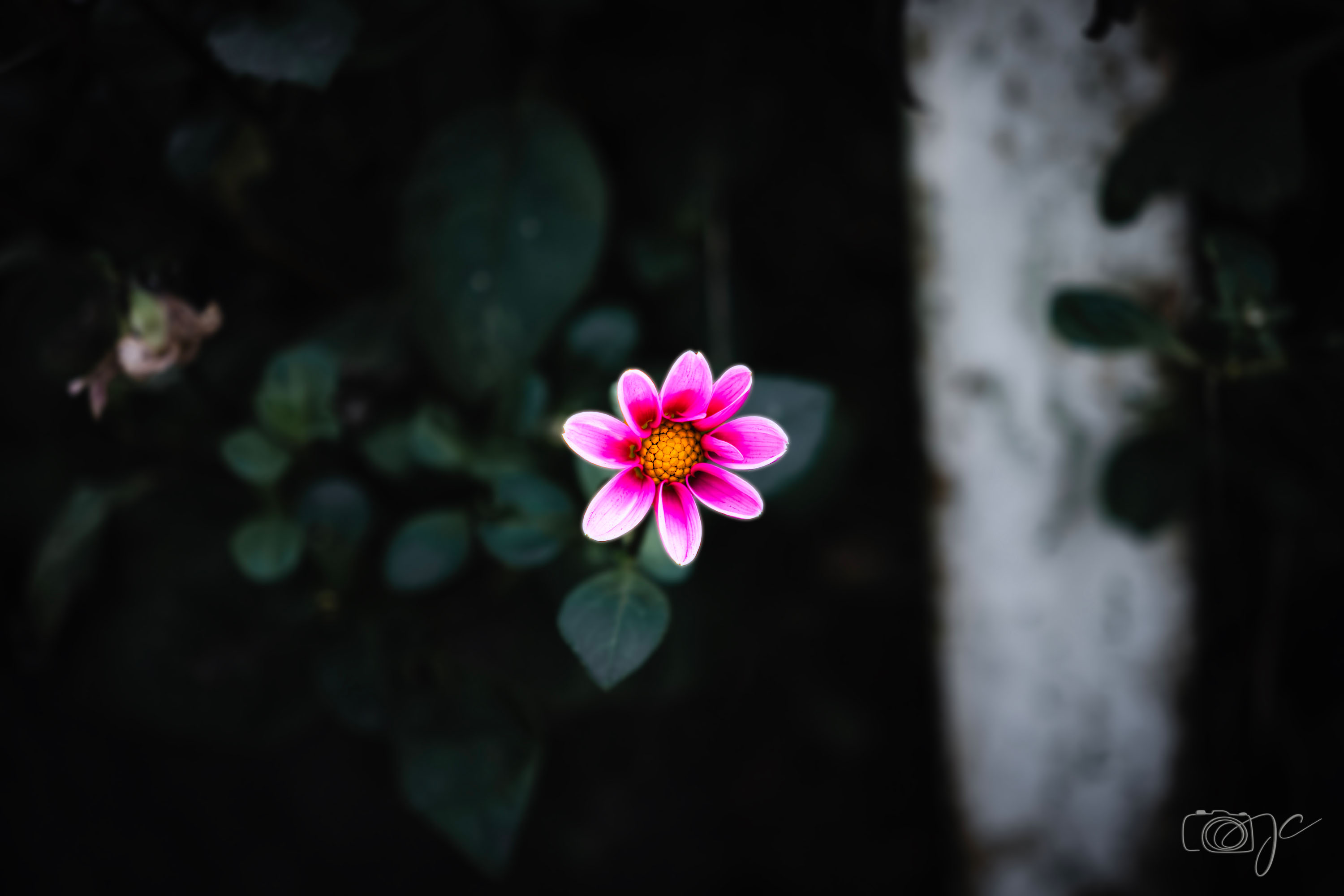 Macro