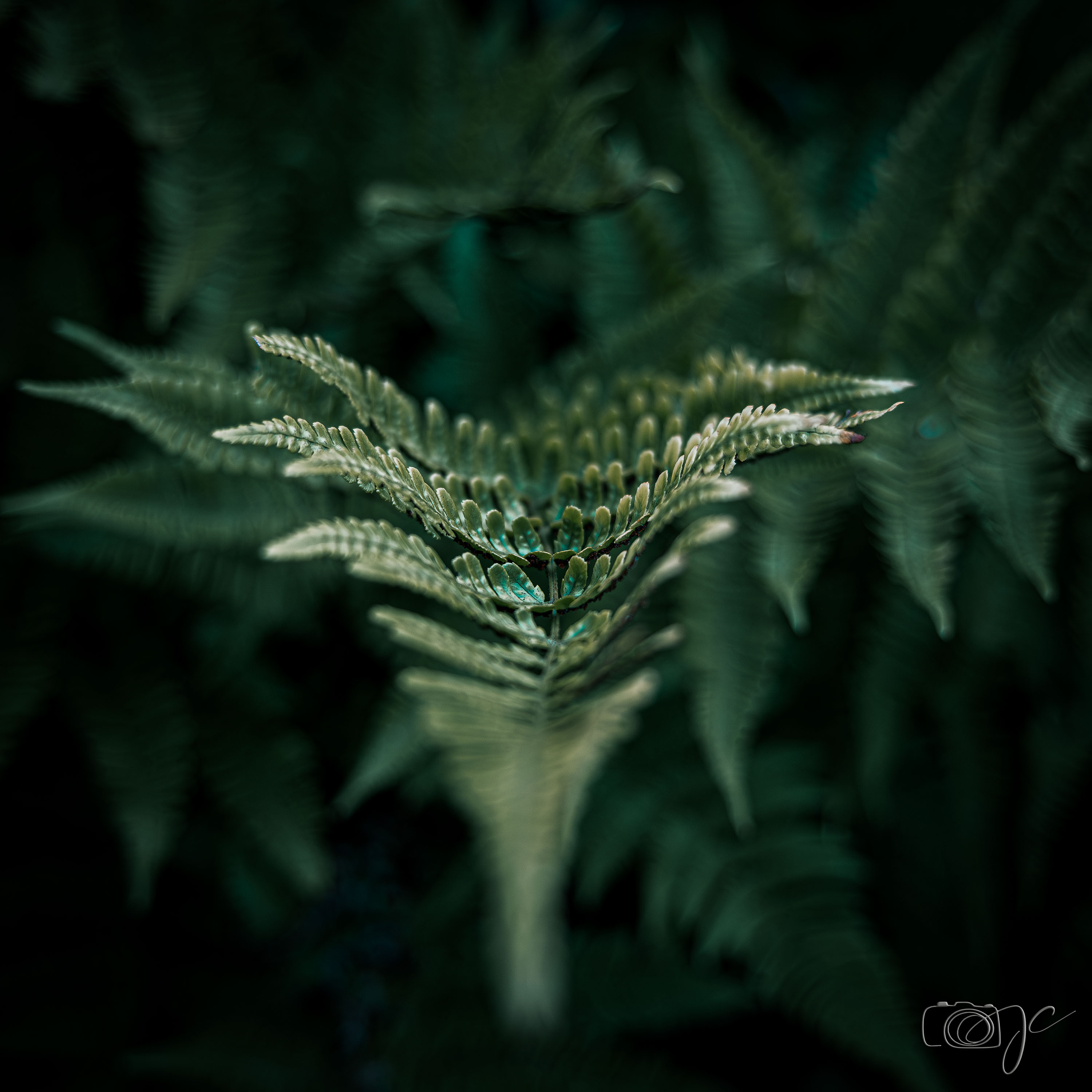 Macro