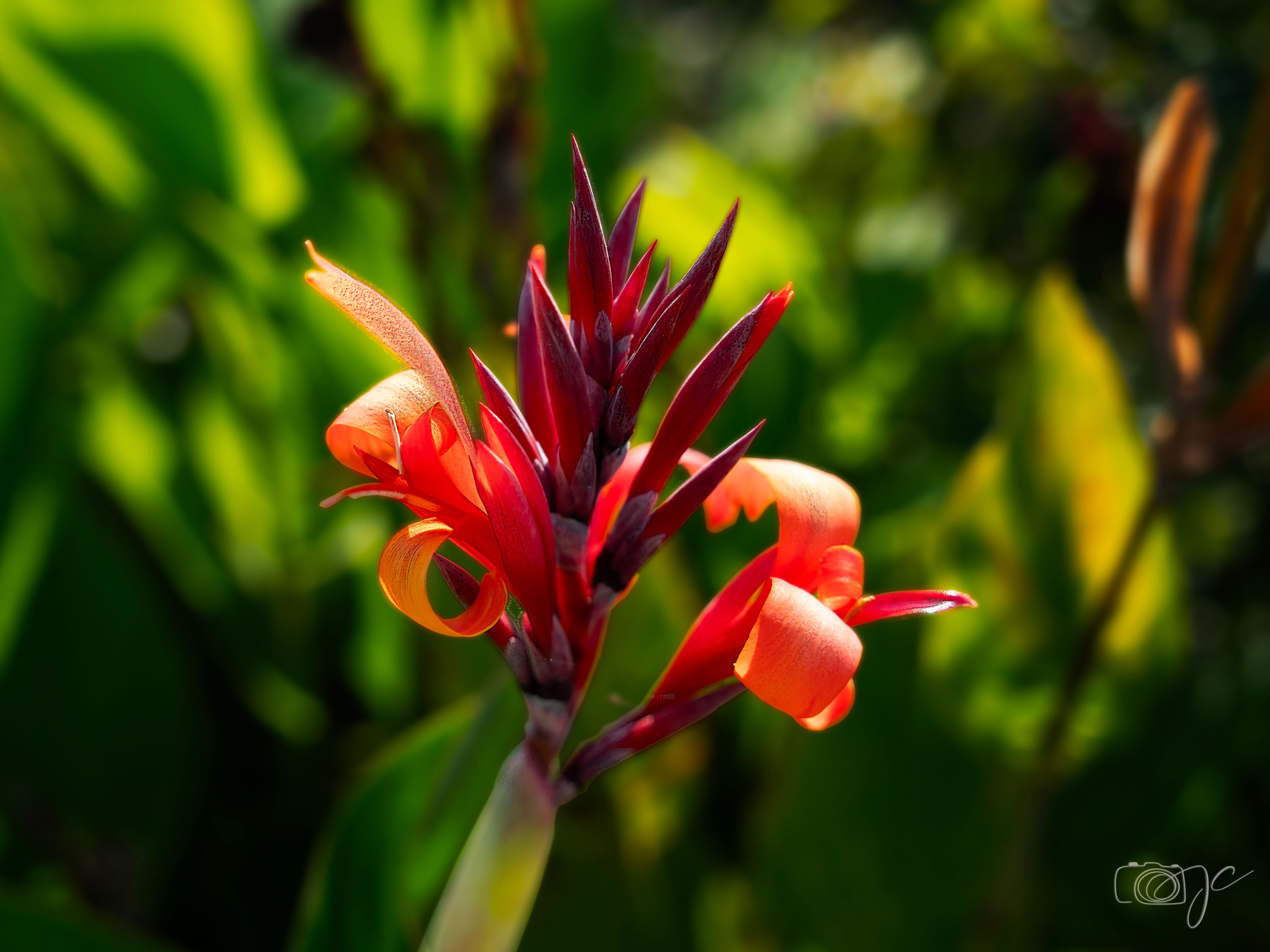 Macro